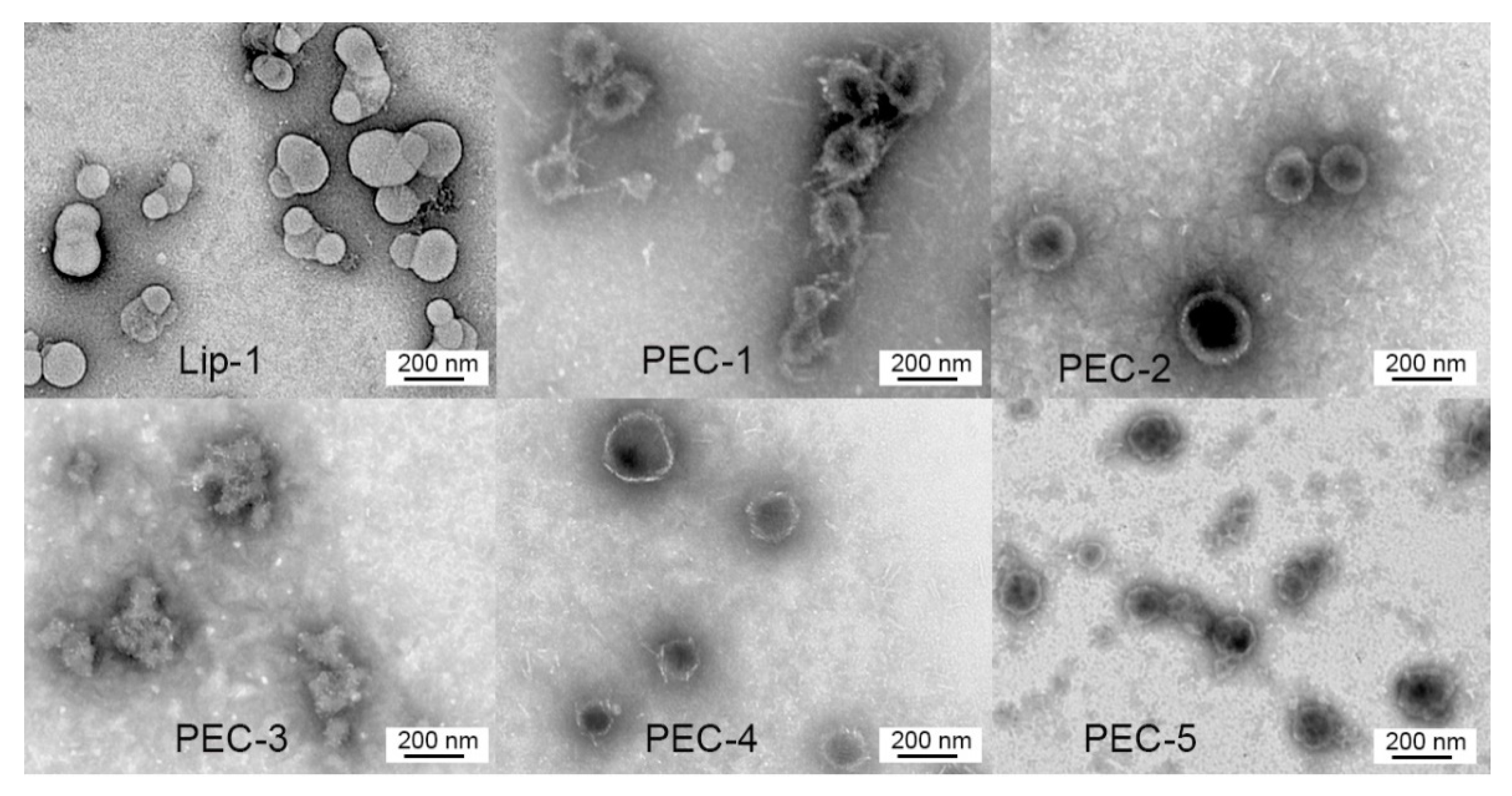 Nanomaterials 10 00823 g002