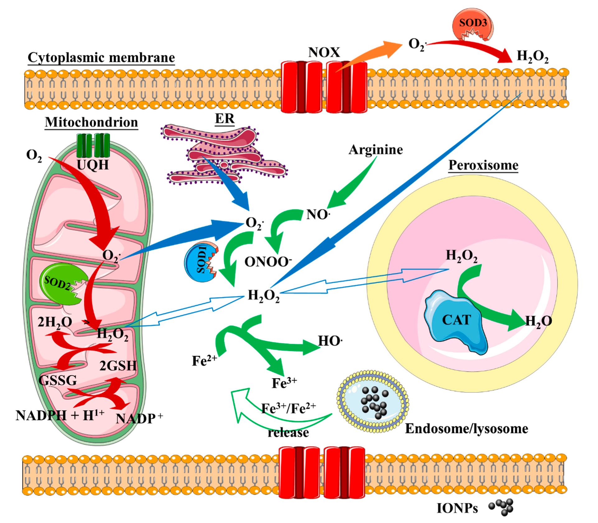 Nanomaterials 10 00837 g003 Nanomaterials 10 00837 g003