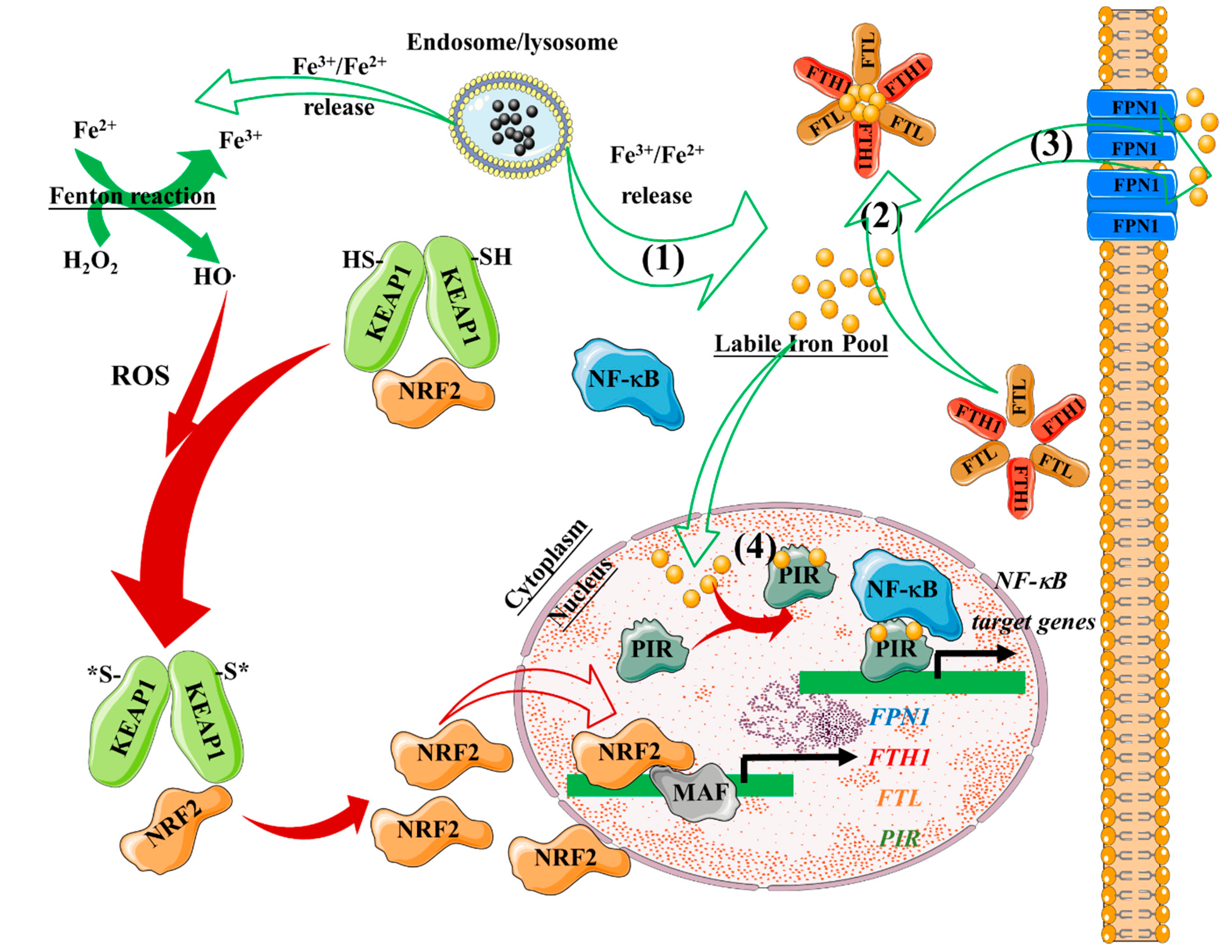 Nanomaterials 10 00837 g005 Nanomaterials 10 00837 g005