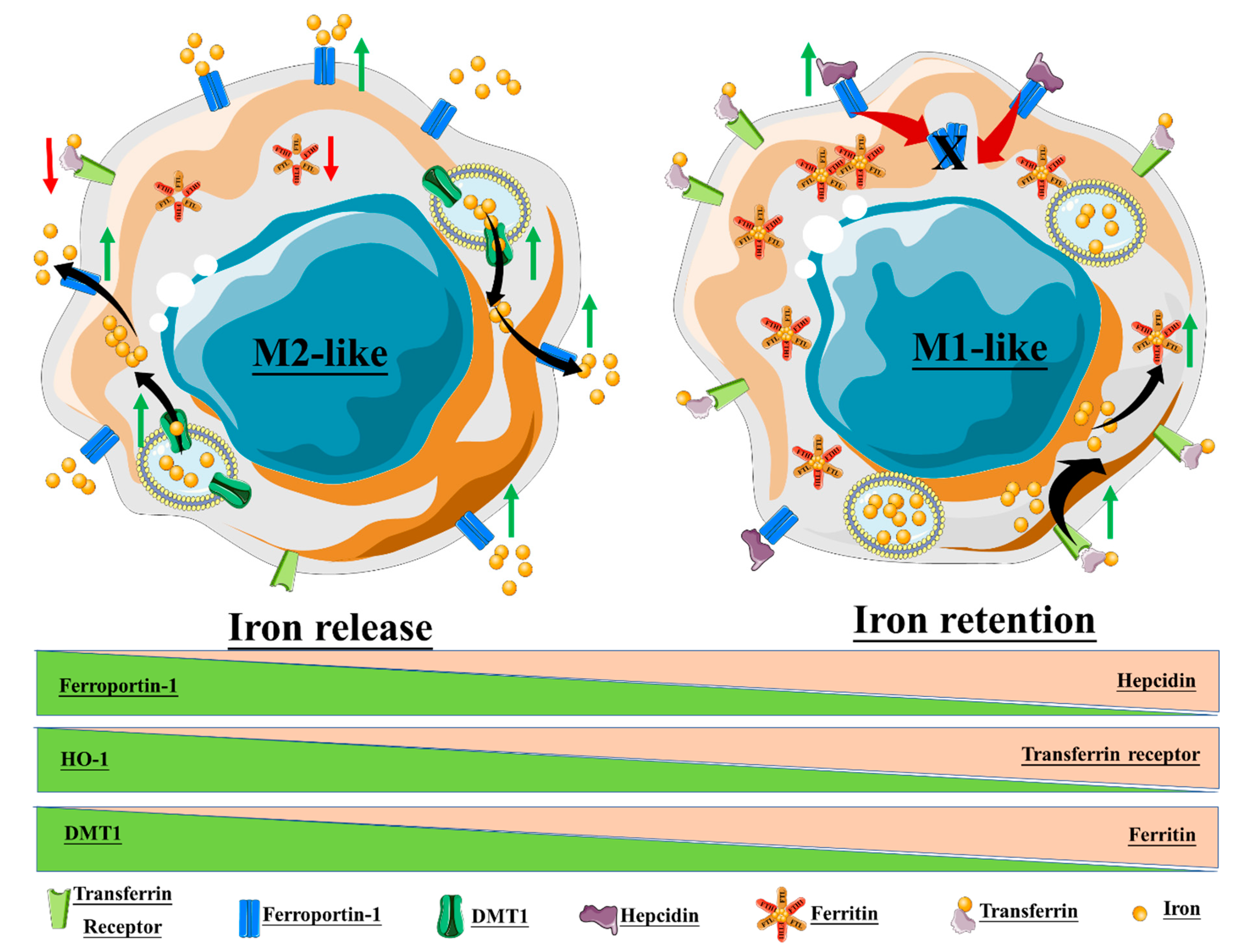 Nanomaterials 10 00837 g006 Nanomaterials 10 00837 g006