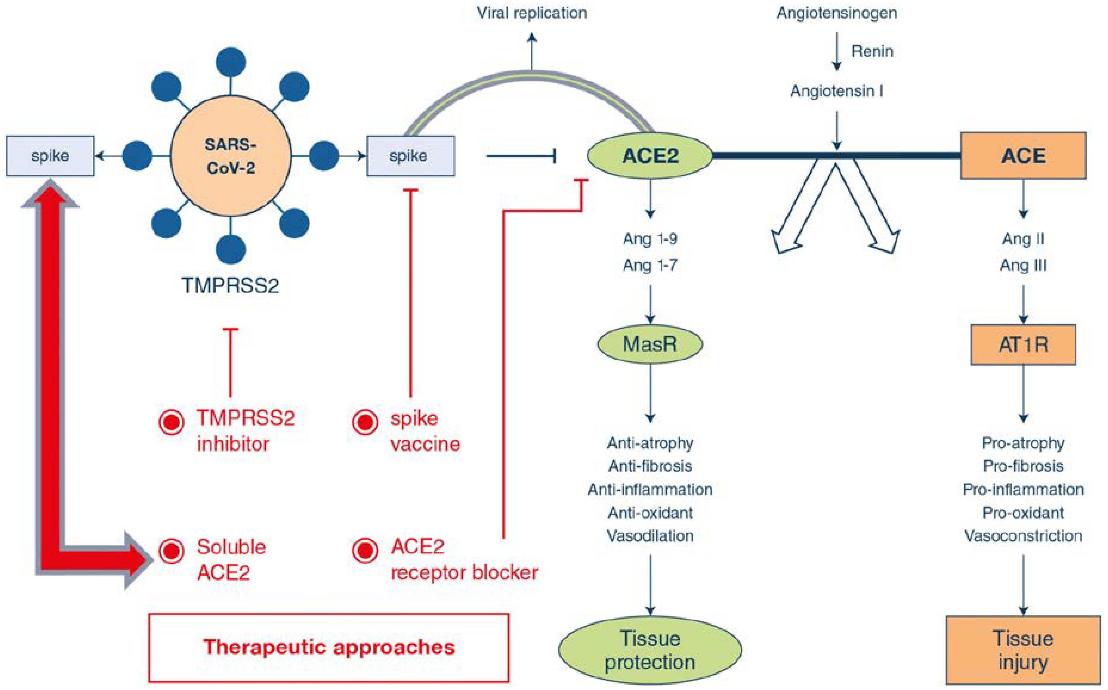 Айсе адрес. Ace 2 Рецептор коронавирус. Ace2 and Covid-19. Рецепторы АПФ 2 И коронавирус. Патогенез SARS-cov-2.