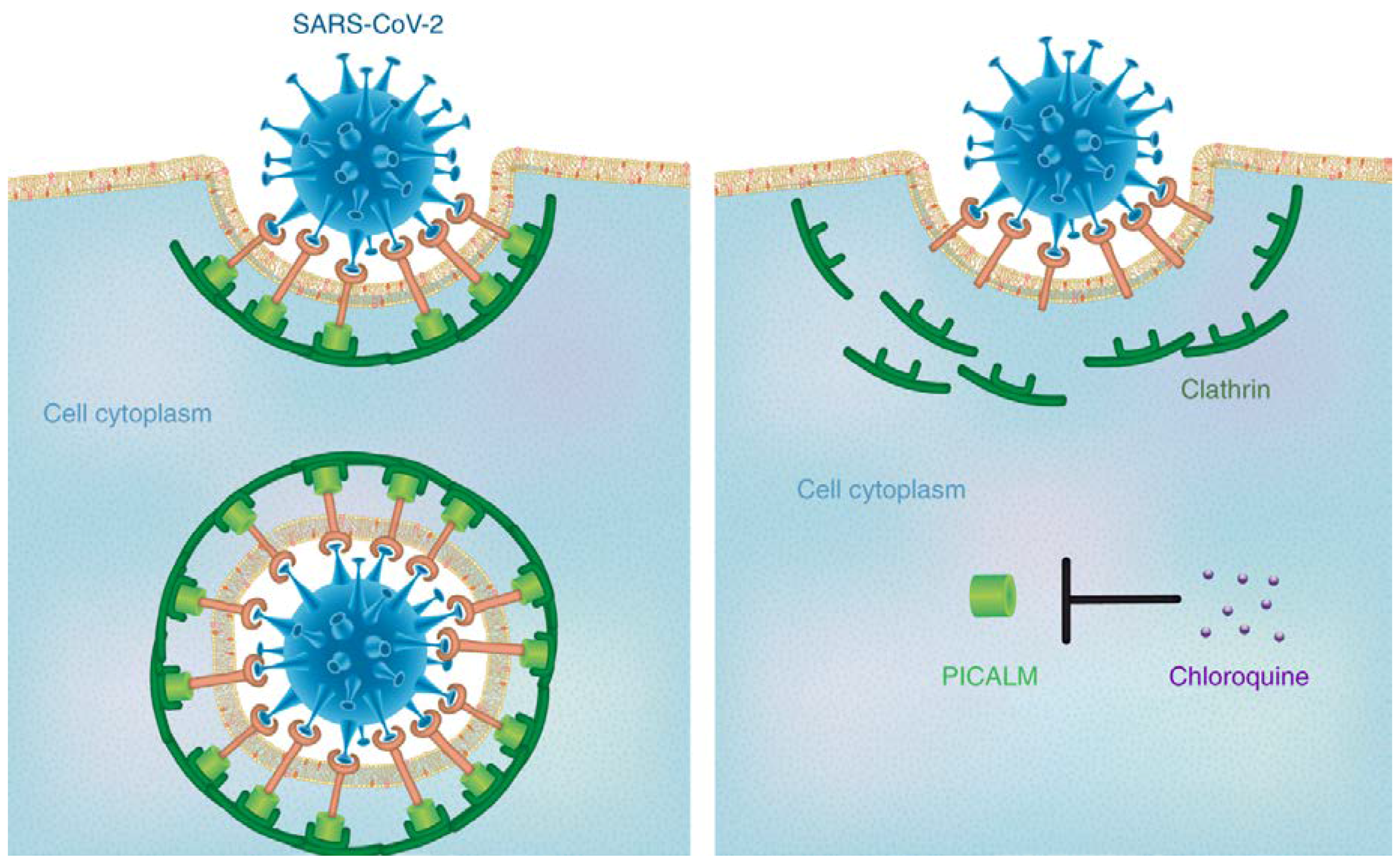 Nanomaterials 10 00852 g002
