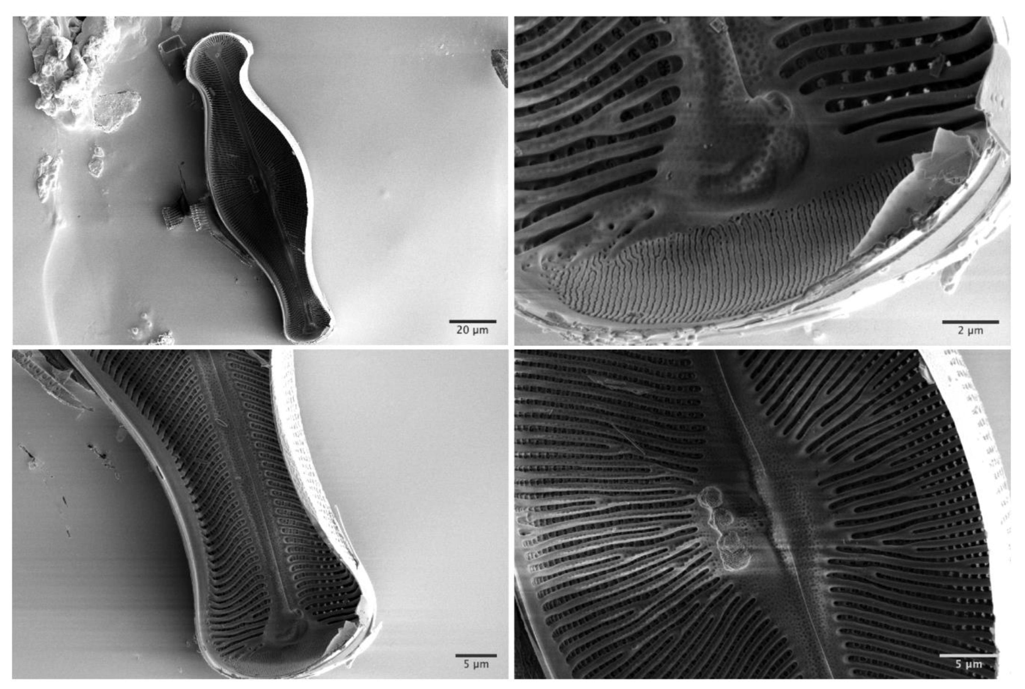 Nanomaterials 10 00959 g003 Nanomaterials 10 00959 g003