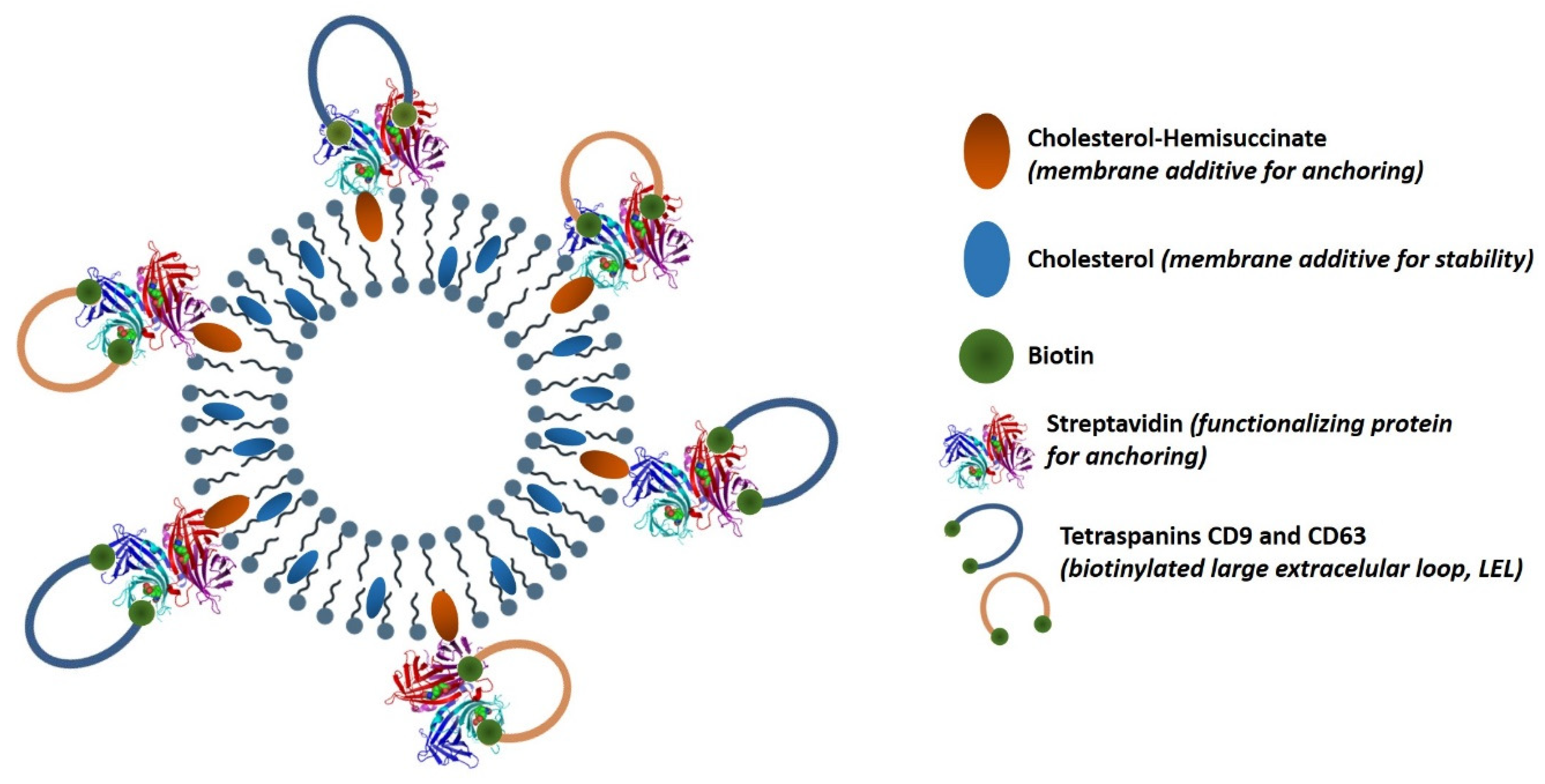 Nanomaterials 10 00971 g001