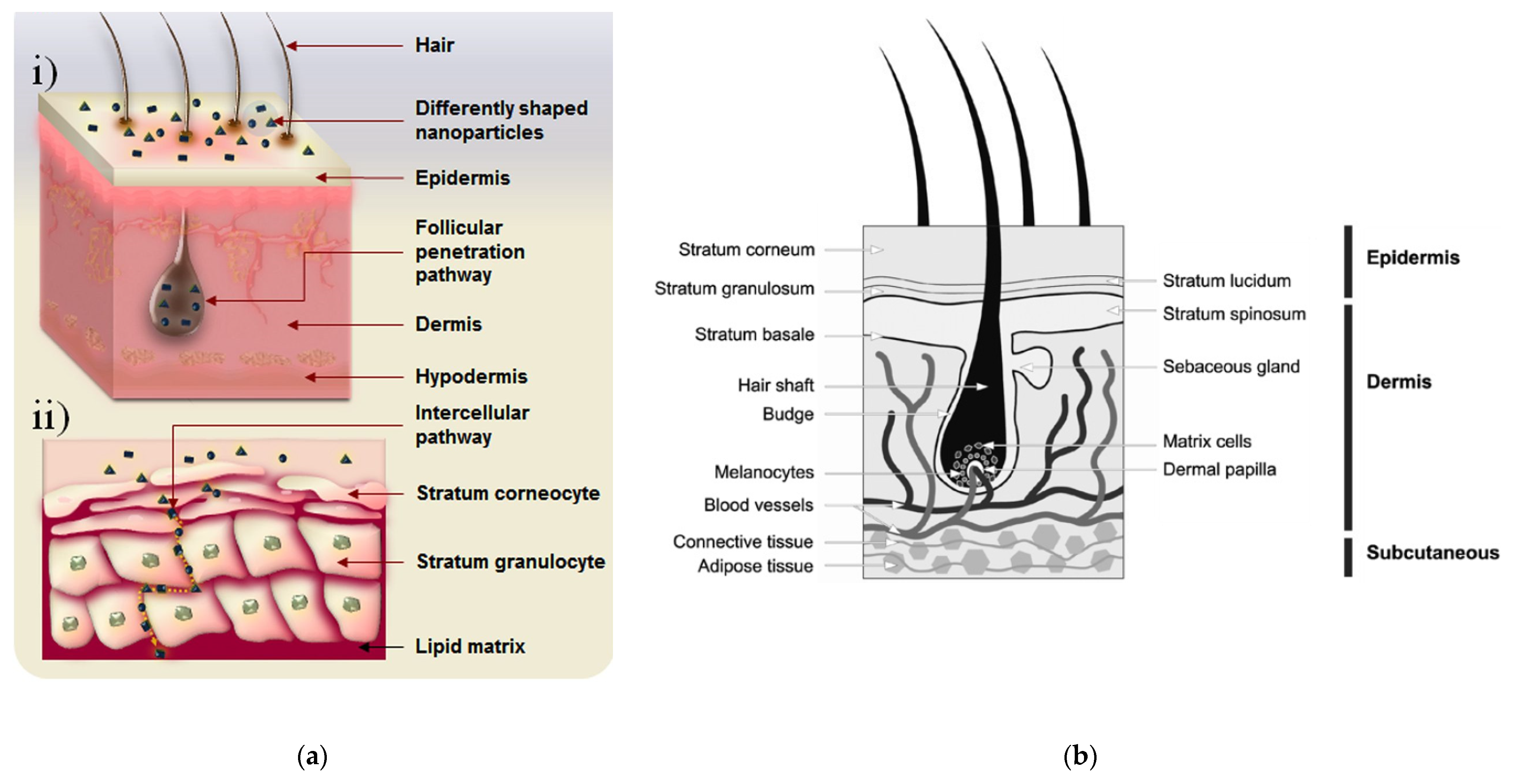 Nanomaterials 10 00979 g004 Nanomaterials 10 00979 g004