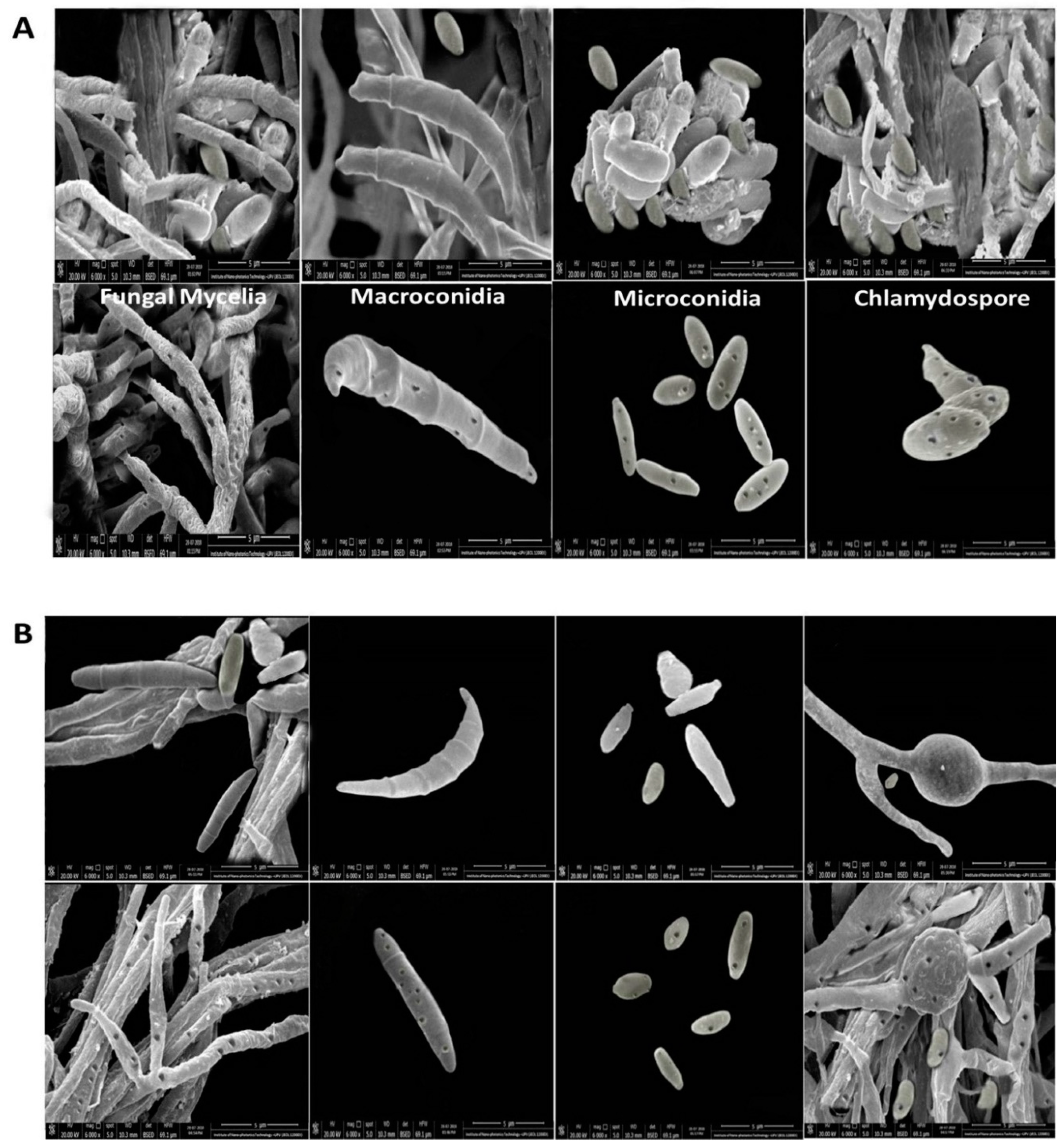 Nanomaterials 10 01001 g005a