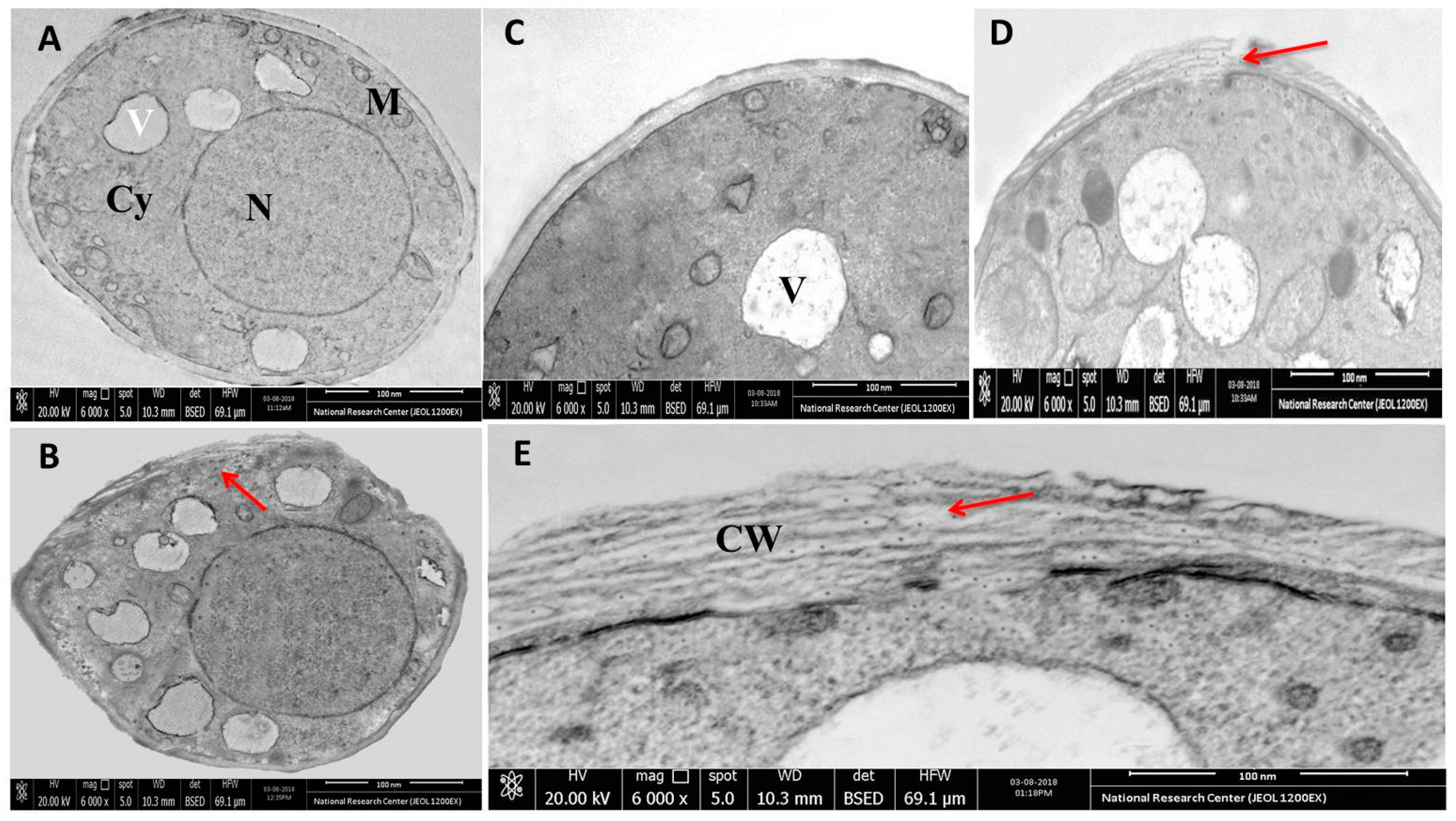 Nanomaterials 10 01001 g006
