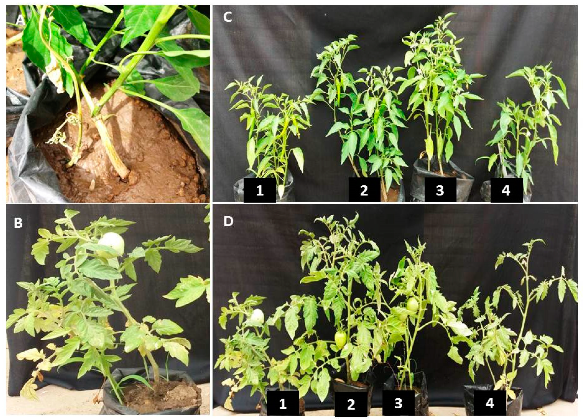 Nanomaterials 10 01001 g008