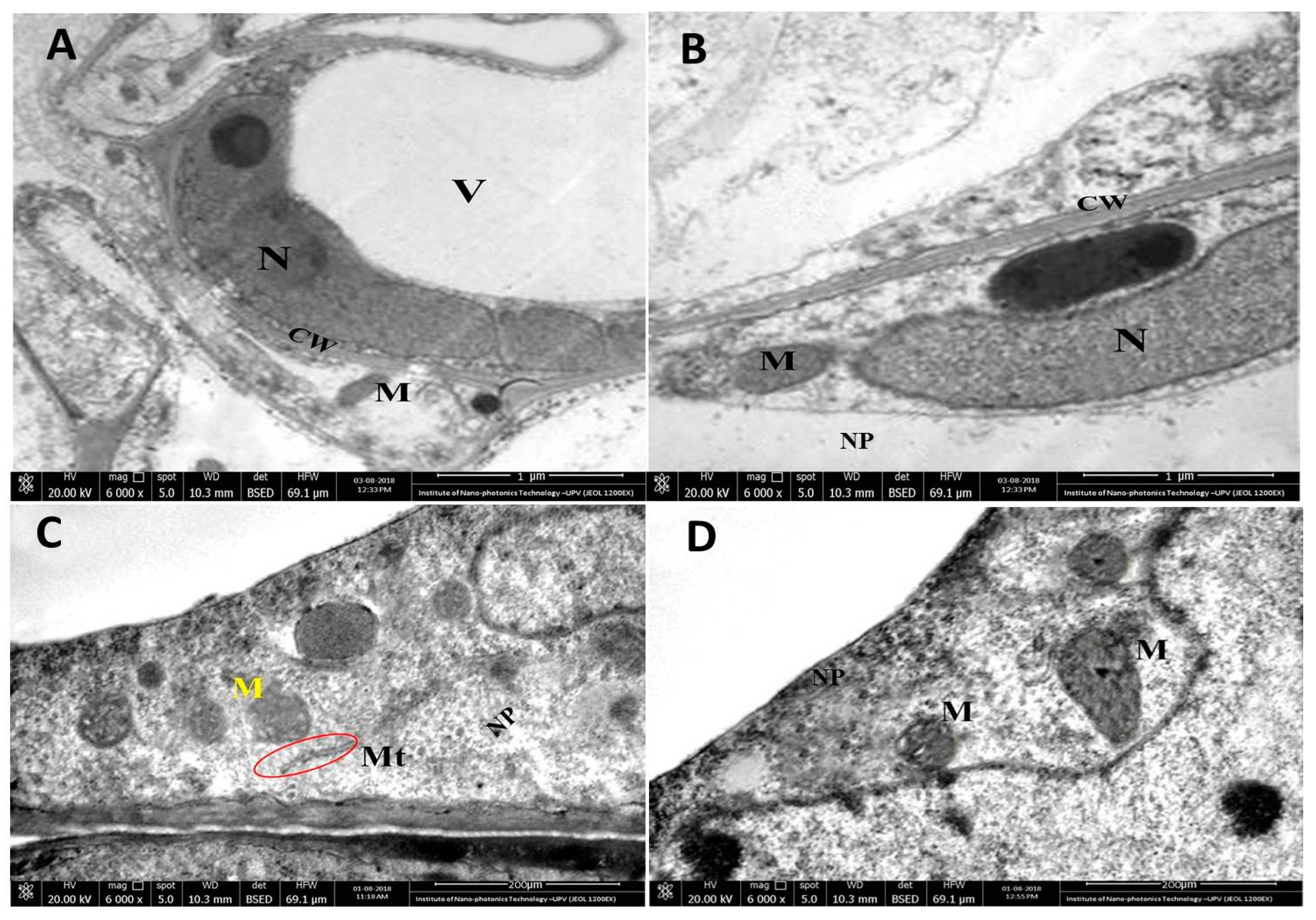 Nanomaterials 10 01001 g013