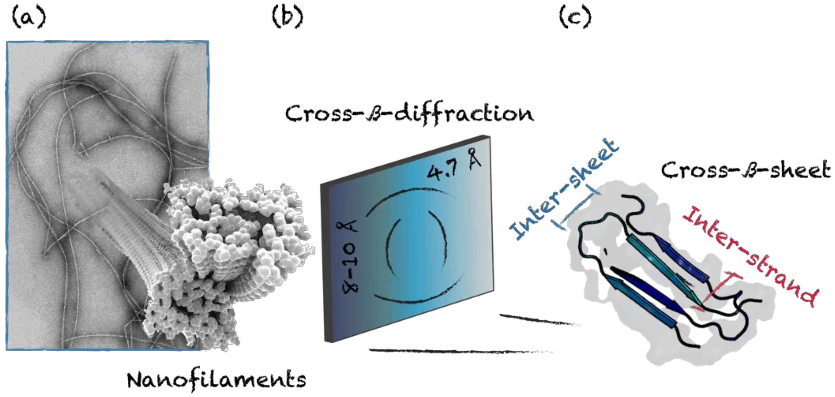 Nanomaterials Free Full Text Protein Supramolecular Structures From Self Assembly To Nanovaccine Design Html