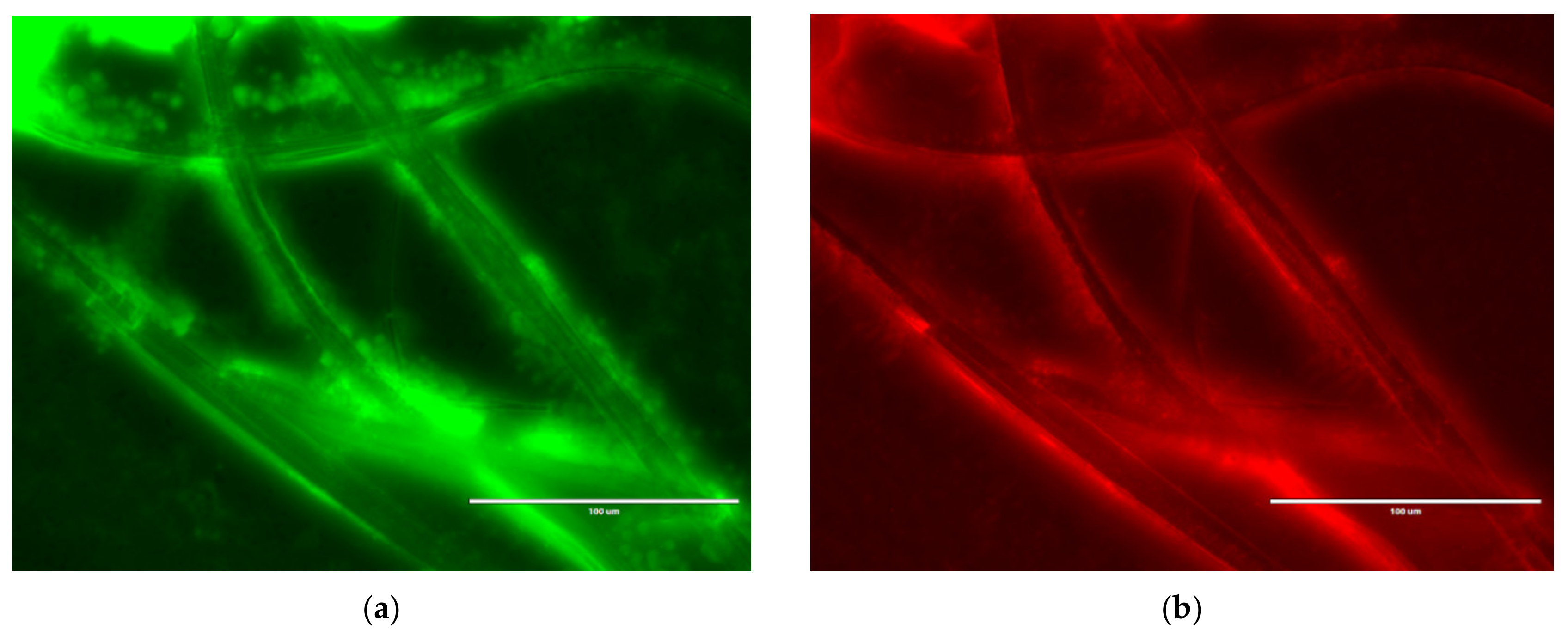 Nanomaterials 10 01017 g007
