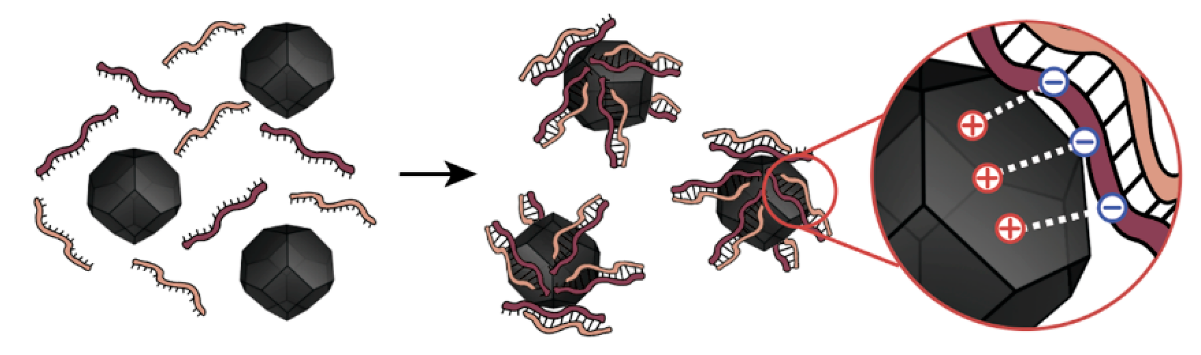 Nanomaterials 10 01018 g005