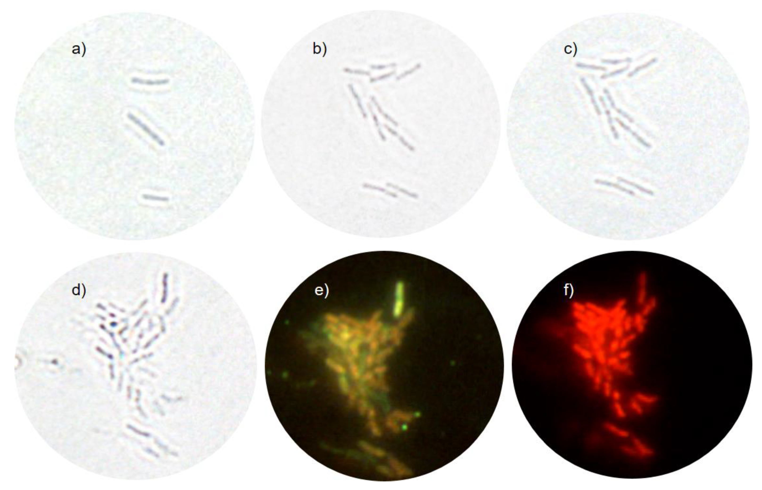 Nanomaterials 10 01040 g005