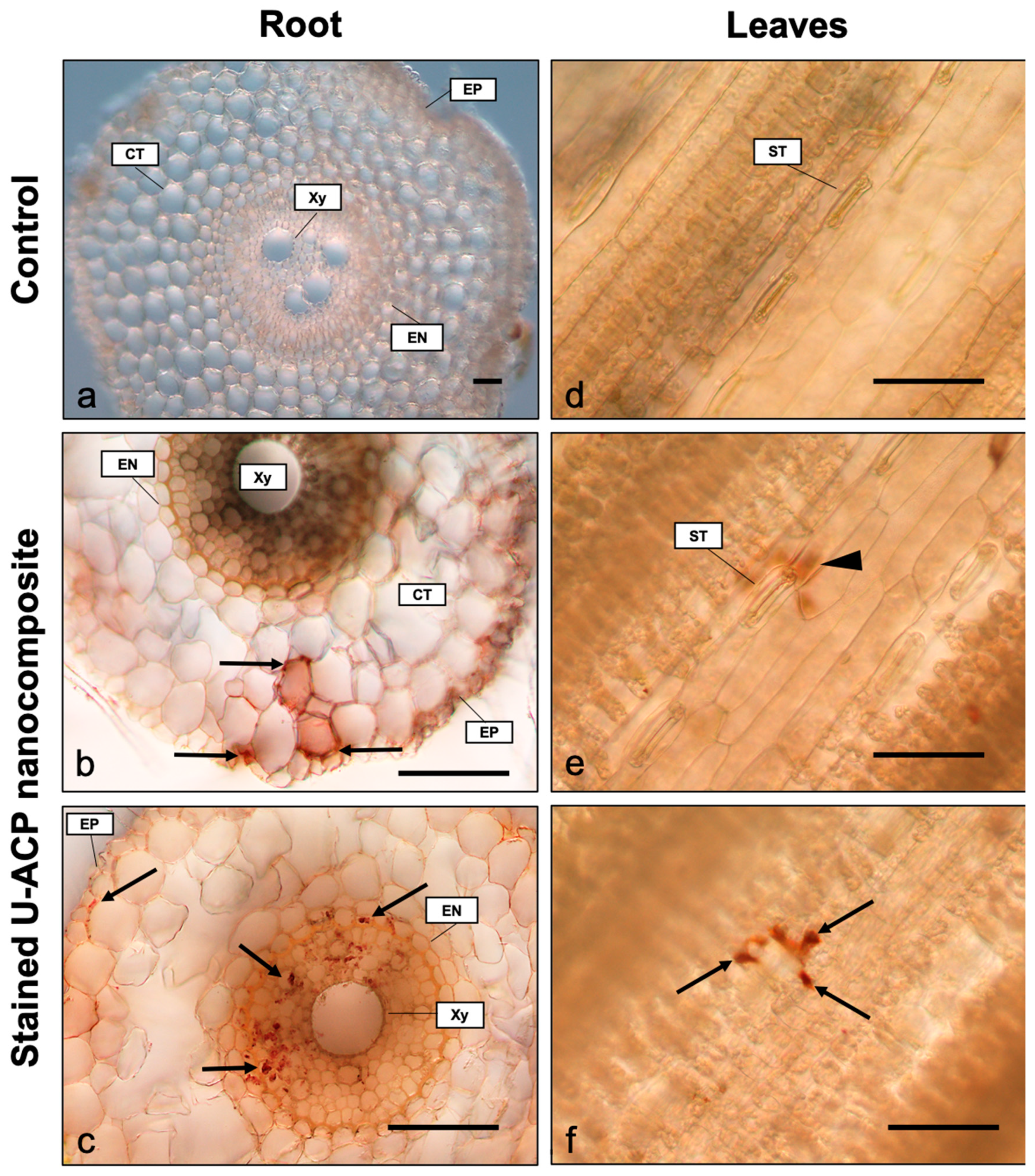 Nanomaterials 10 01043 g006 Nanomaterials 10 01043 g006