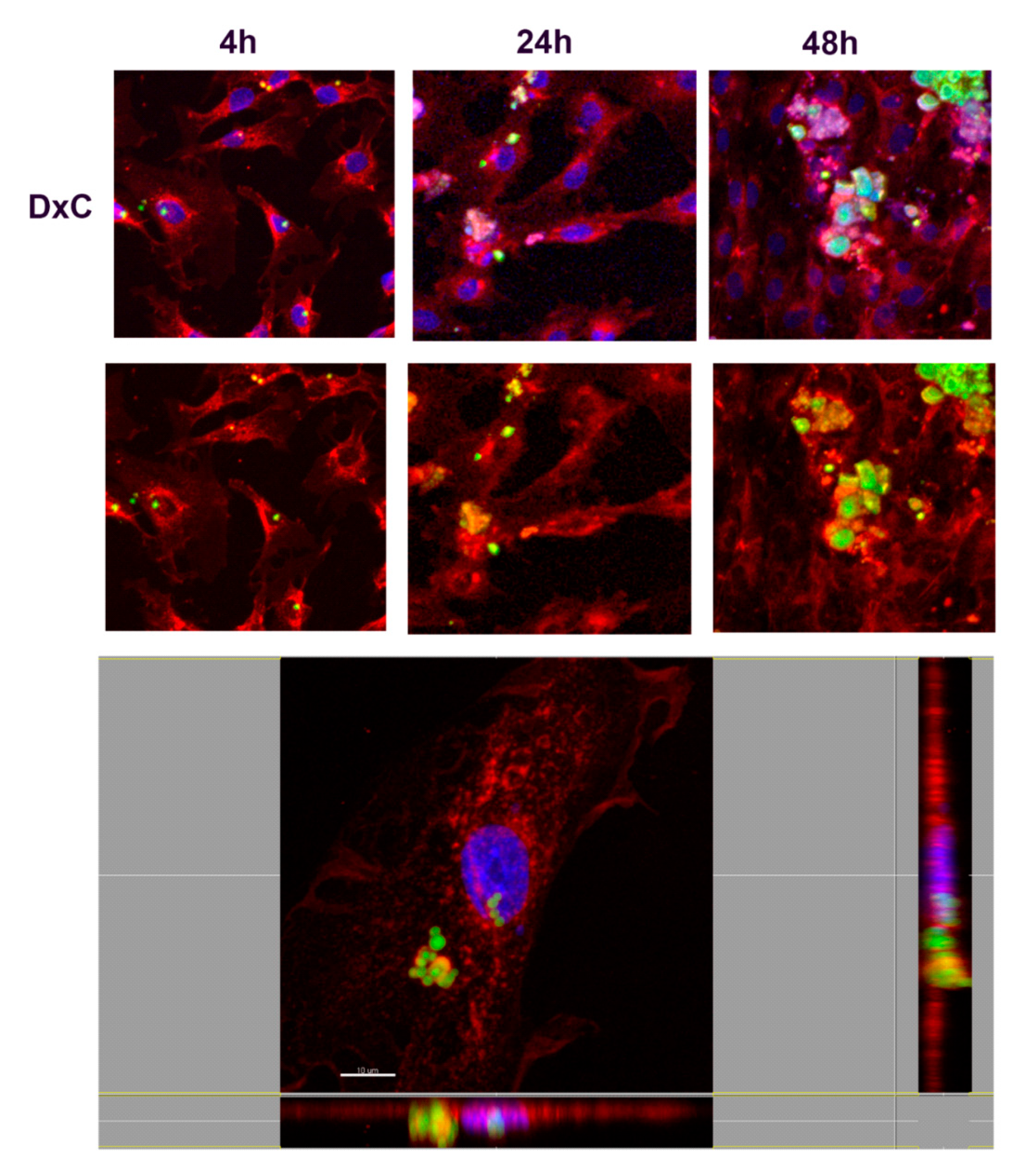 Nanomaterials 10 01075 g010 Nanomaterials 10 01075 g010