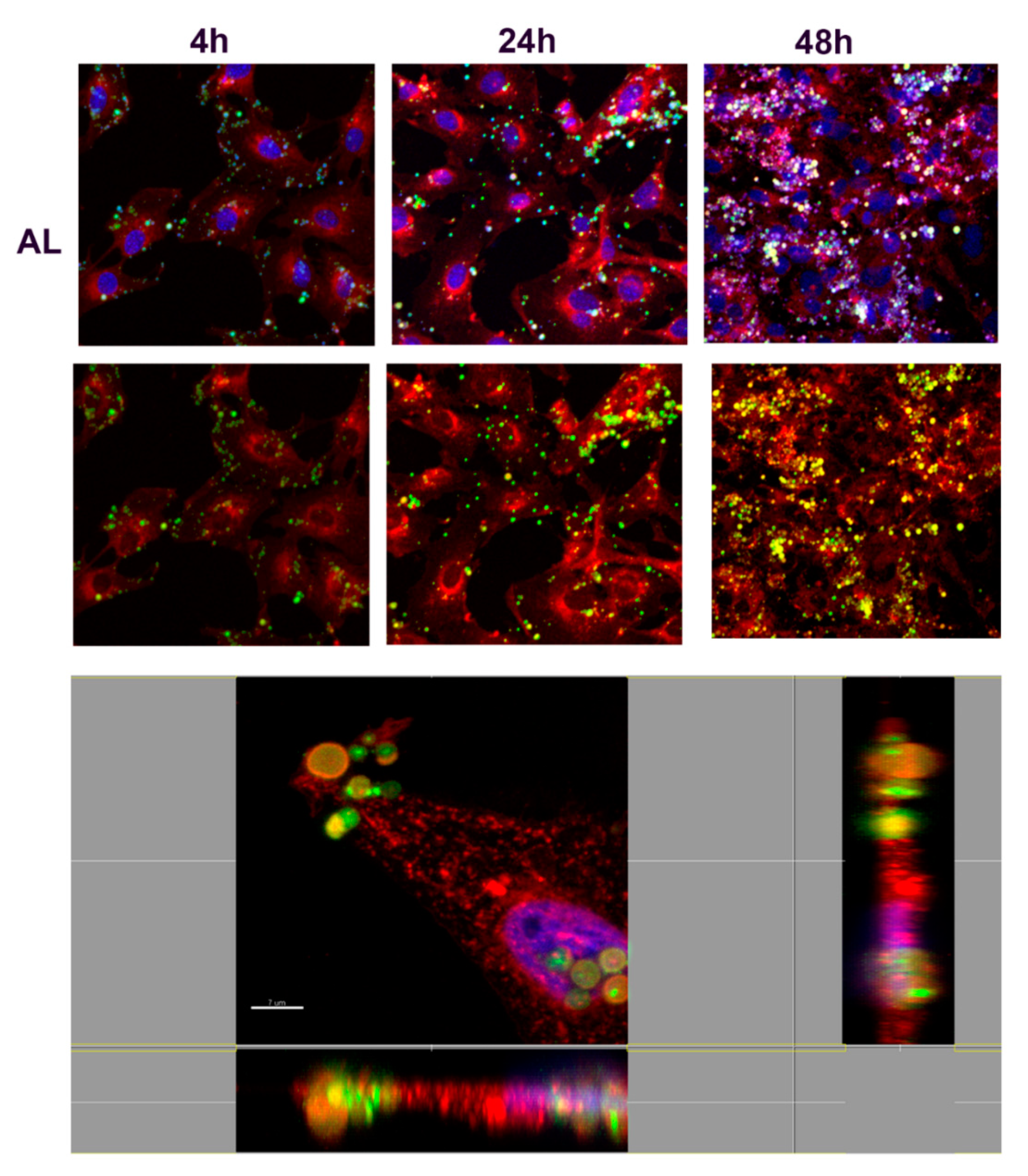Nanomaterials 10 01075 g011 Nanomaterials 10 01075 g011
