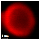 Nanomaterials 10 01075 i019 Nanomaterials 10 01075 i019