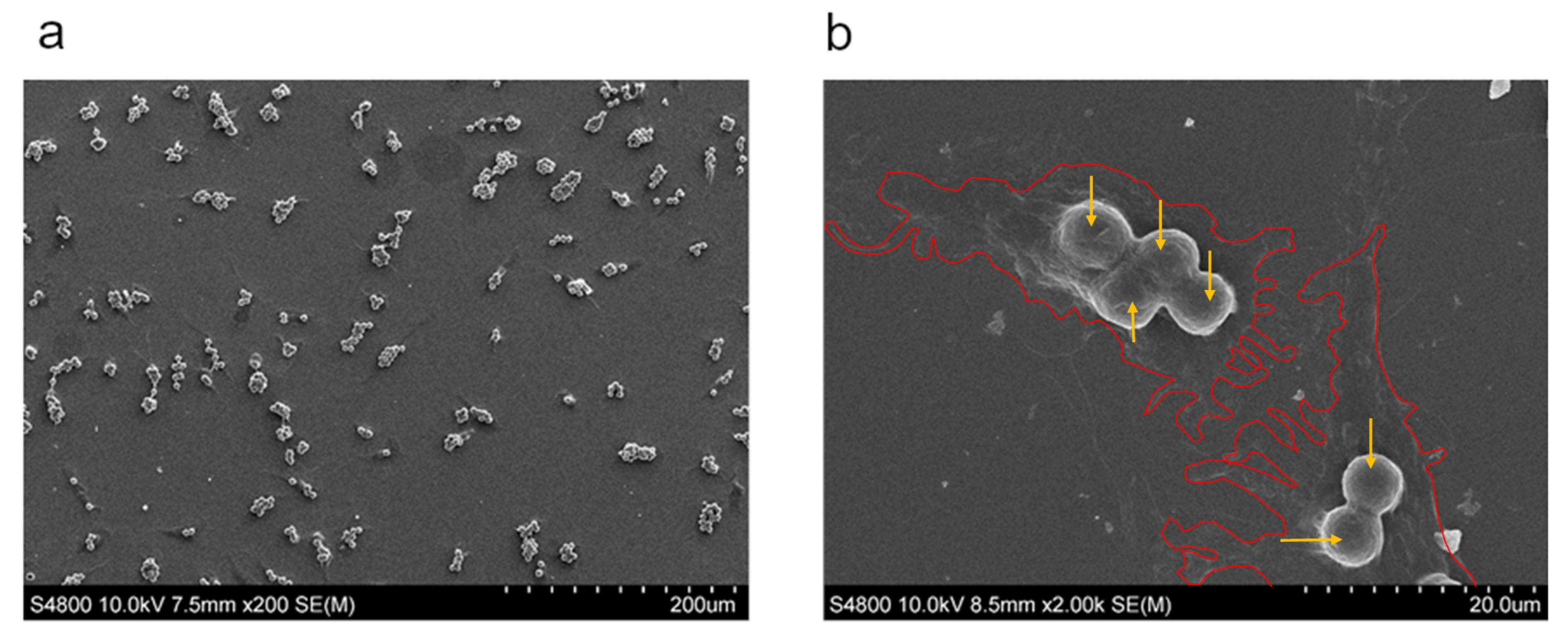 Nanomaterials 10 01108 g004