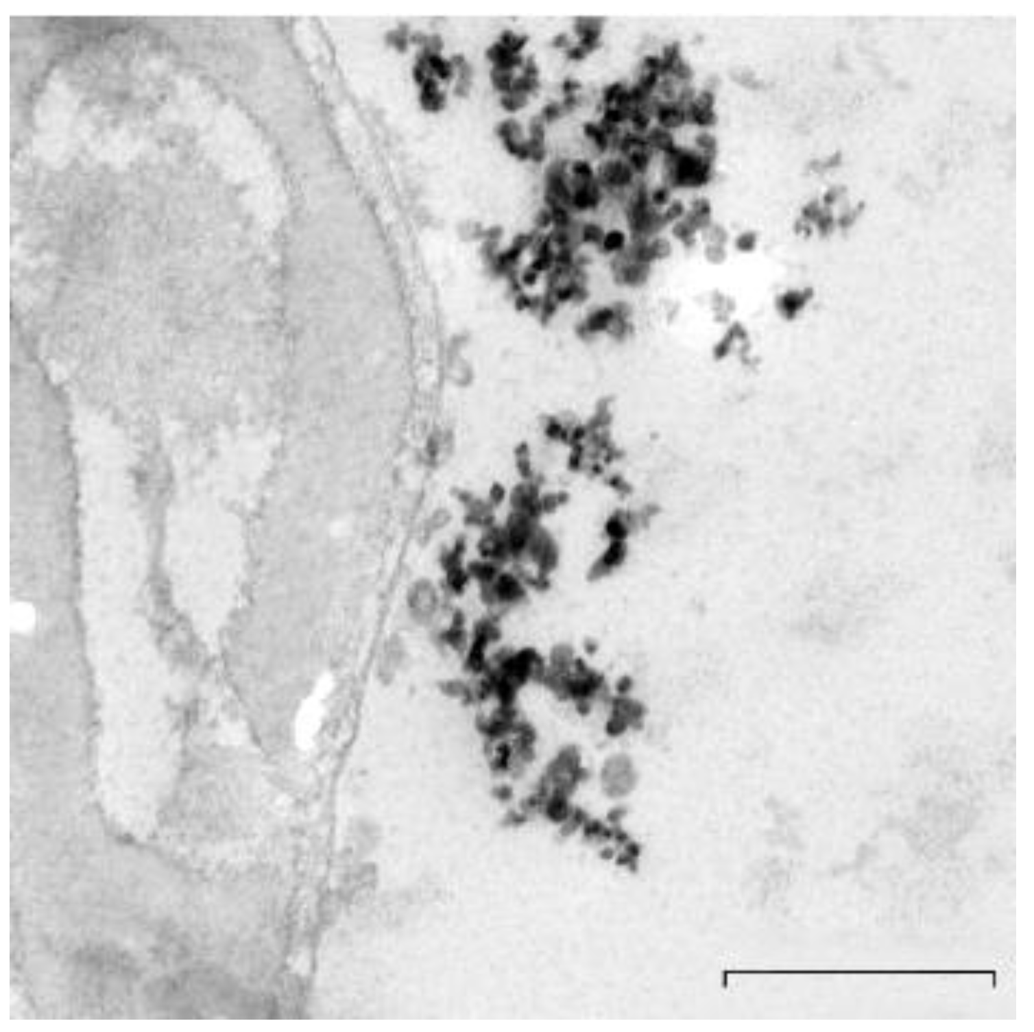 Nanomaterials 10 01118 g001