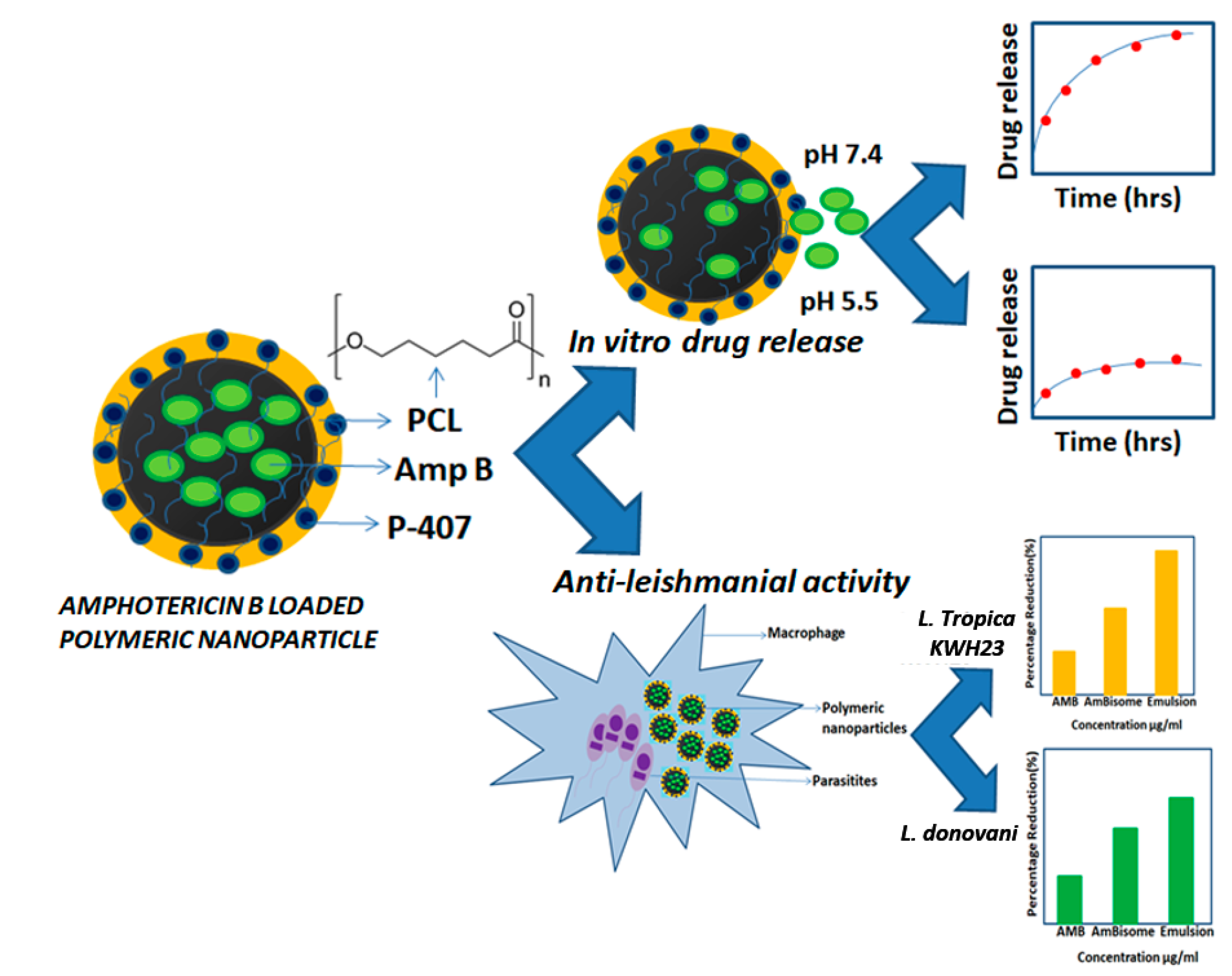 Nanomaterials 10 01152 g001