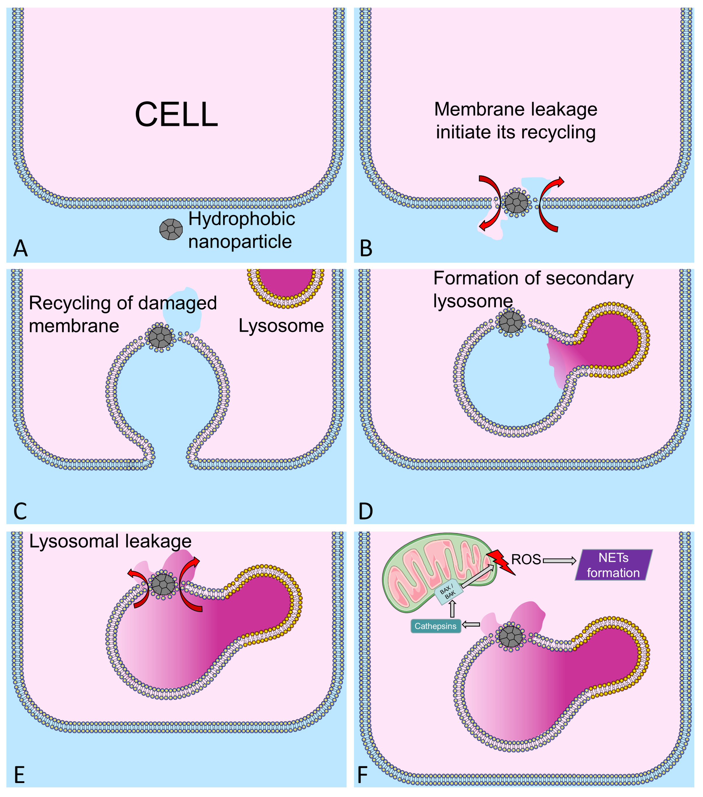 Nanomaterials 10 01273 g002 Nanomaterials 10 01273 g002