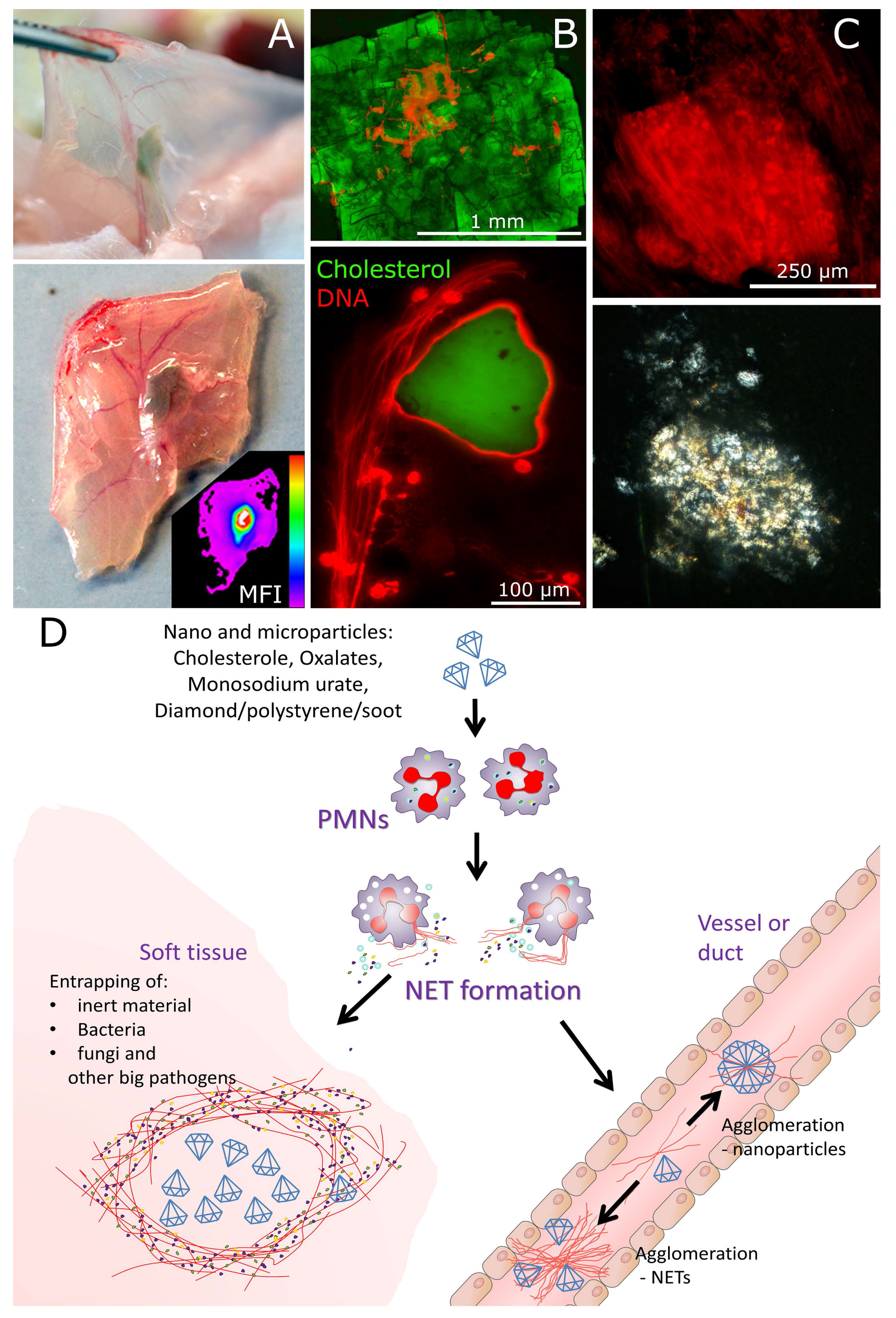 Nanomaterials 10 01273 g006 Nanomaterials 10 01273 g006