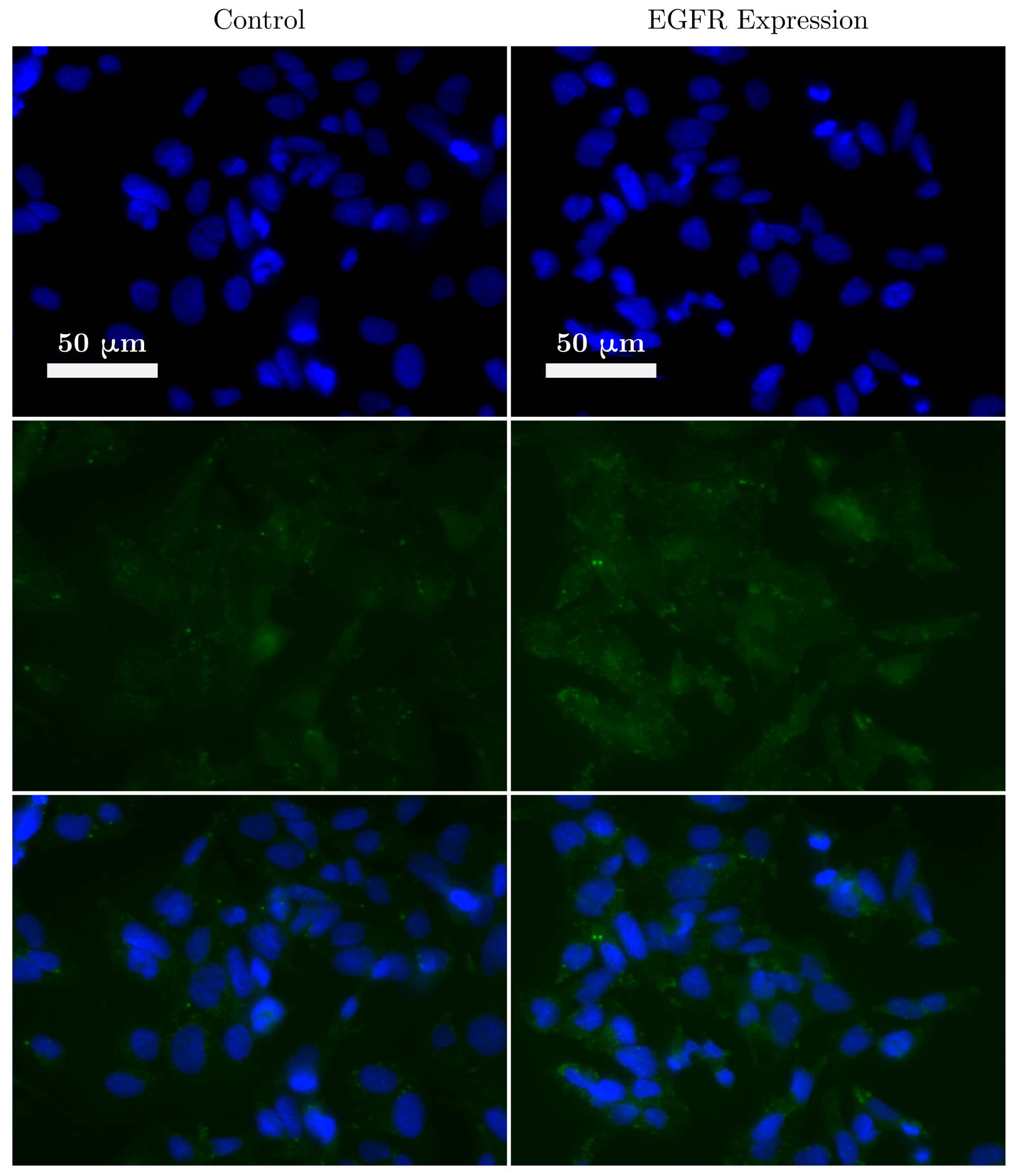 Nanomaterials 10 01307 g001