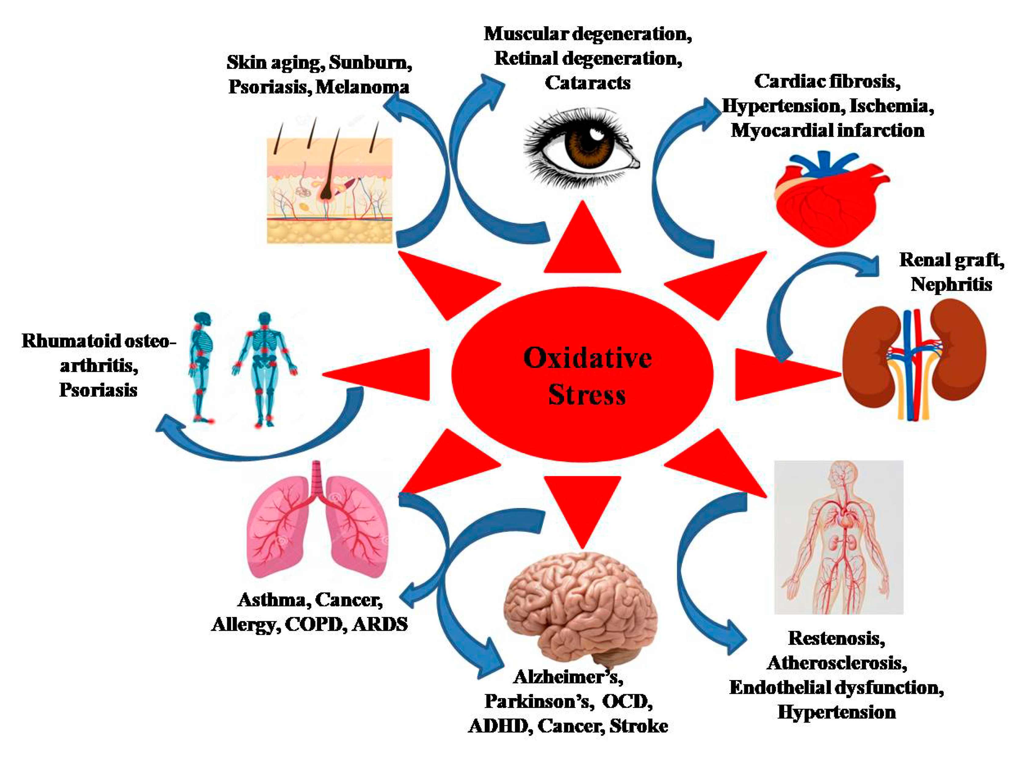 Nanomaterials | Free Full-Text | Antioxidant Functionalized 