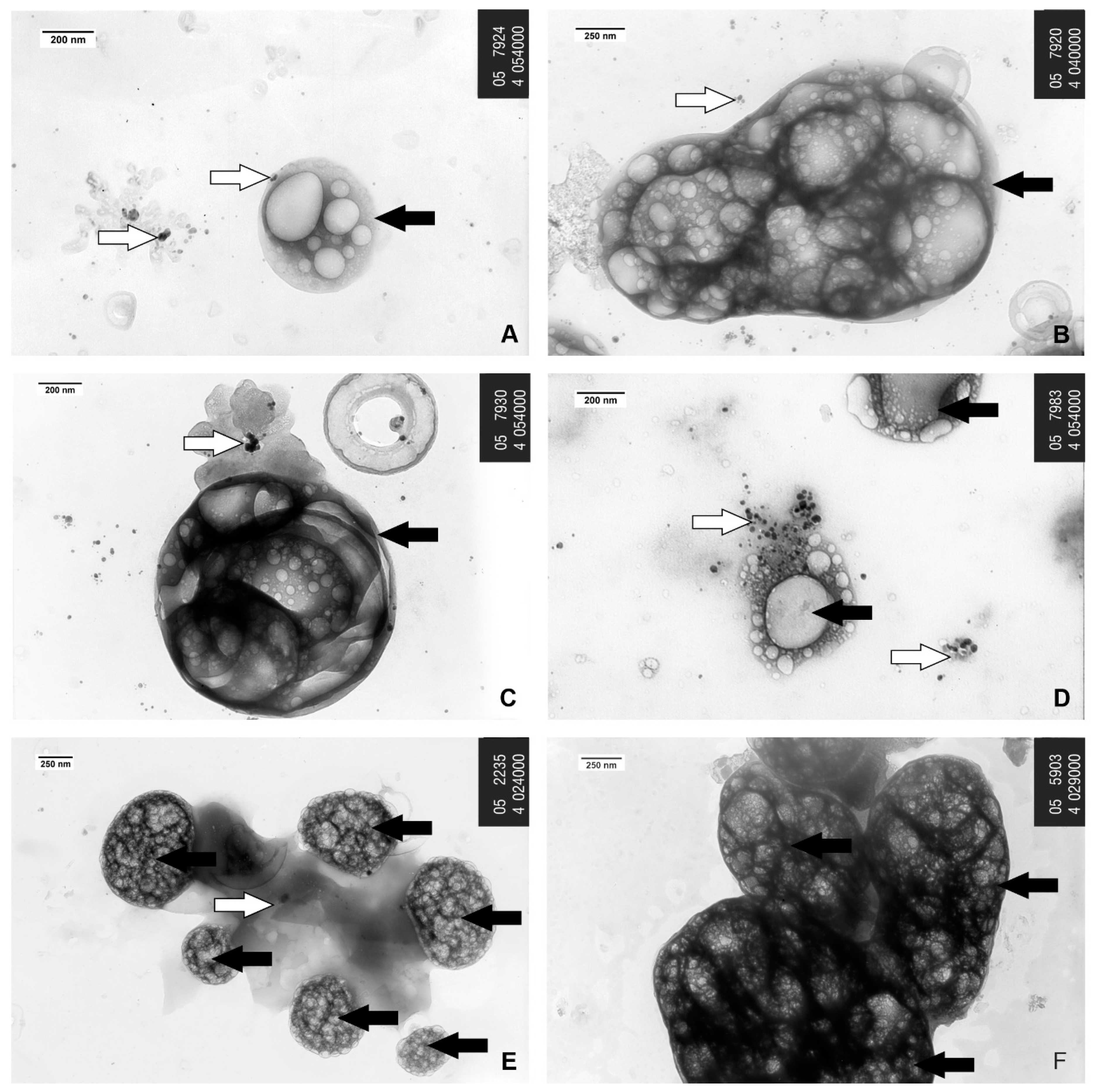 Nanomaterials 10 01477 g006 Nanomaterials 10 01477 g006