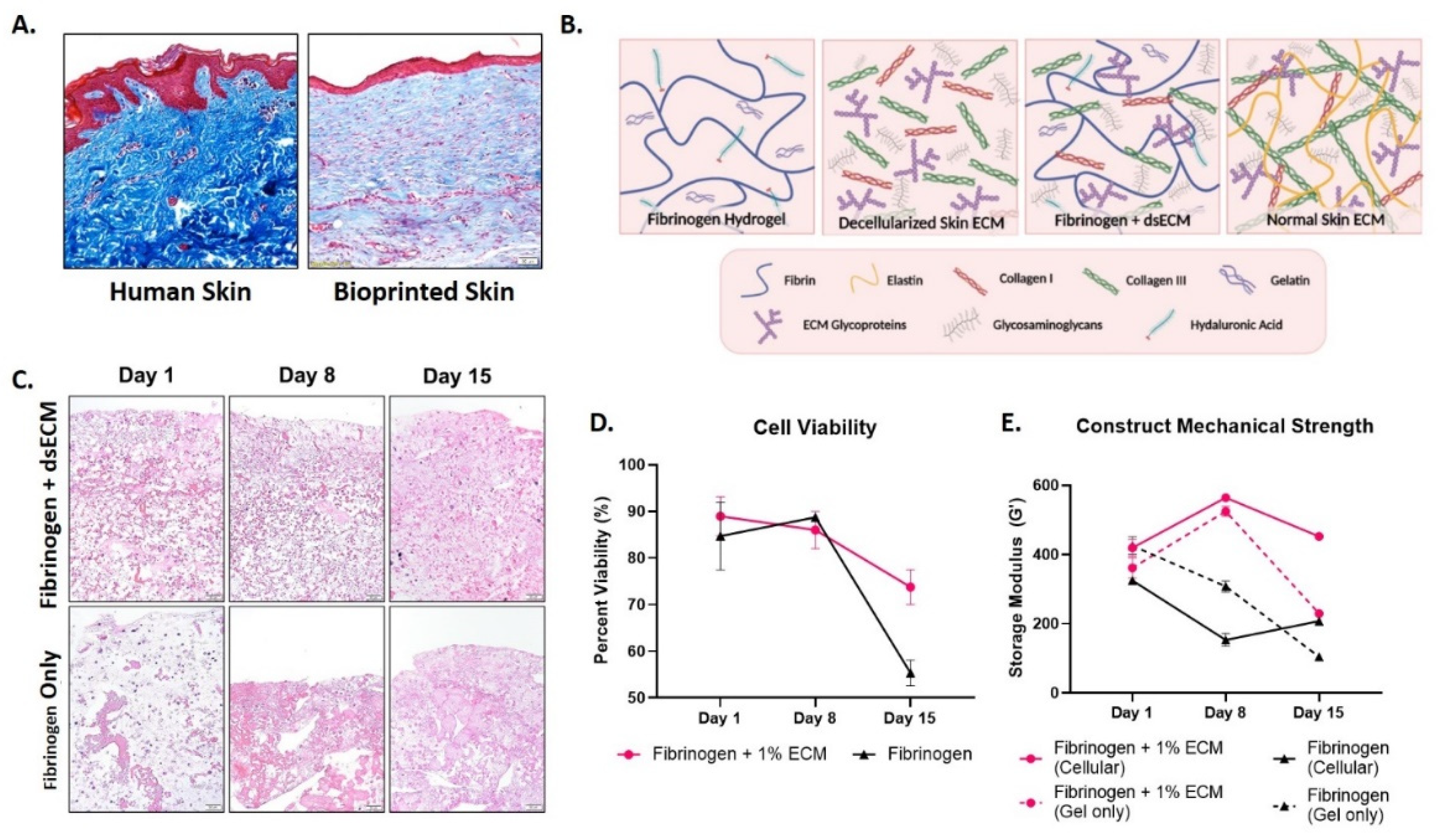 Decellularized Skin Extracellular Matrix (dsECM) Improves the Physical and Biological Properties of Fibrinogen Hydrogel for Skin Bioprinting Applications Decellularized Skin Extracellular Matrix (dsECM) Improves the Physical and Biological Properties of Fibrinogen Hydrogel for Skin Bioprinting Applications