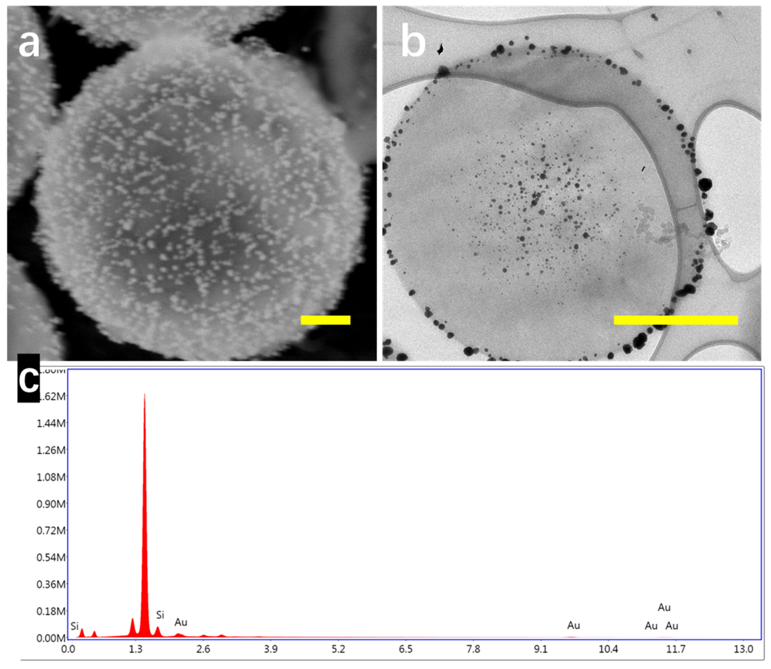 Nanomaterials 10 01501 g003