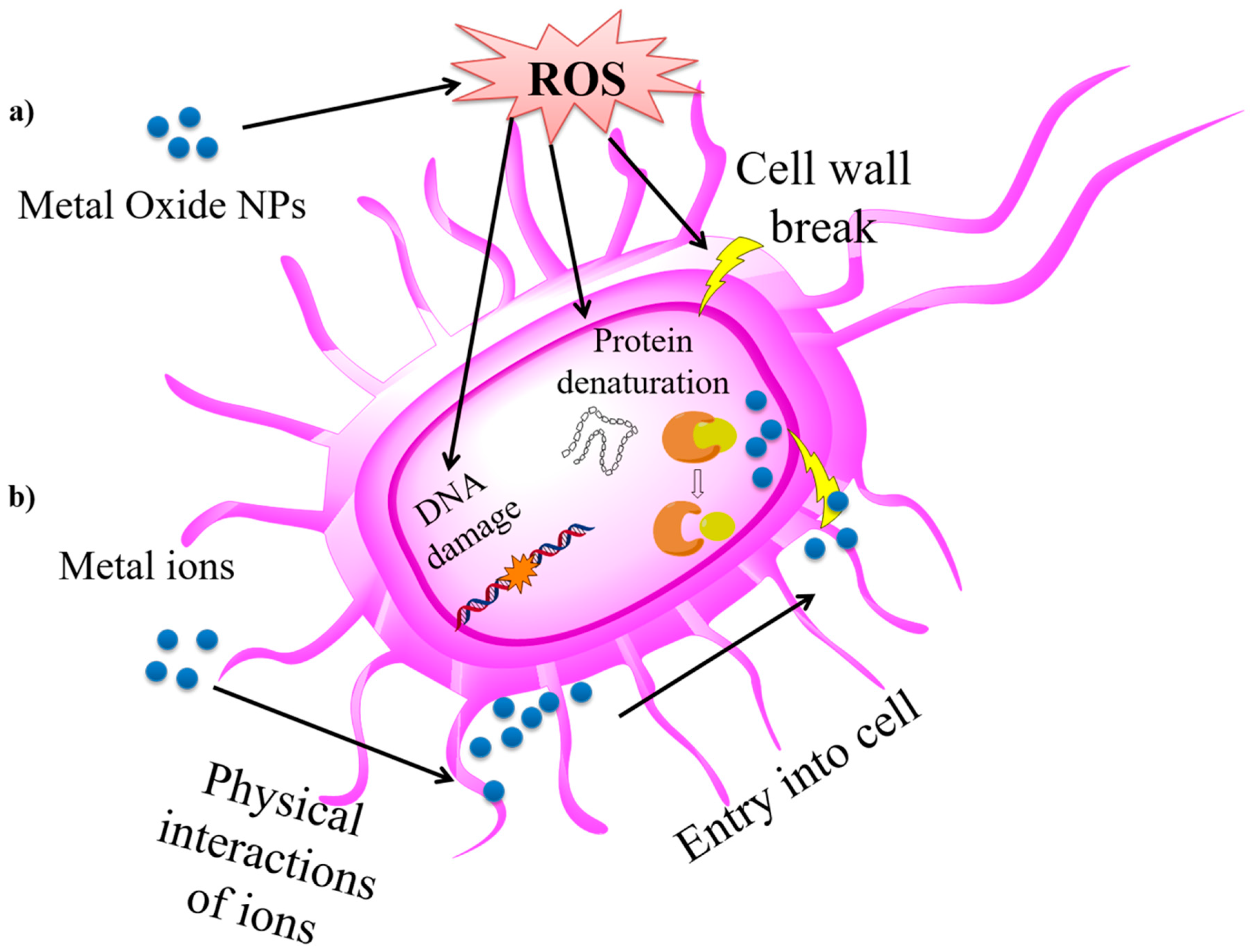 Nanomaterials 10 01524 g009