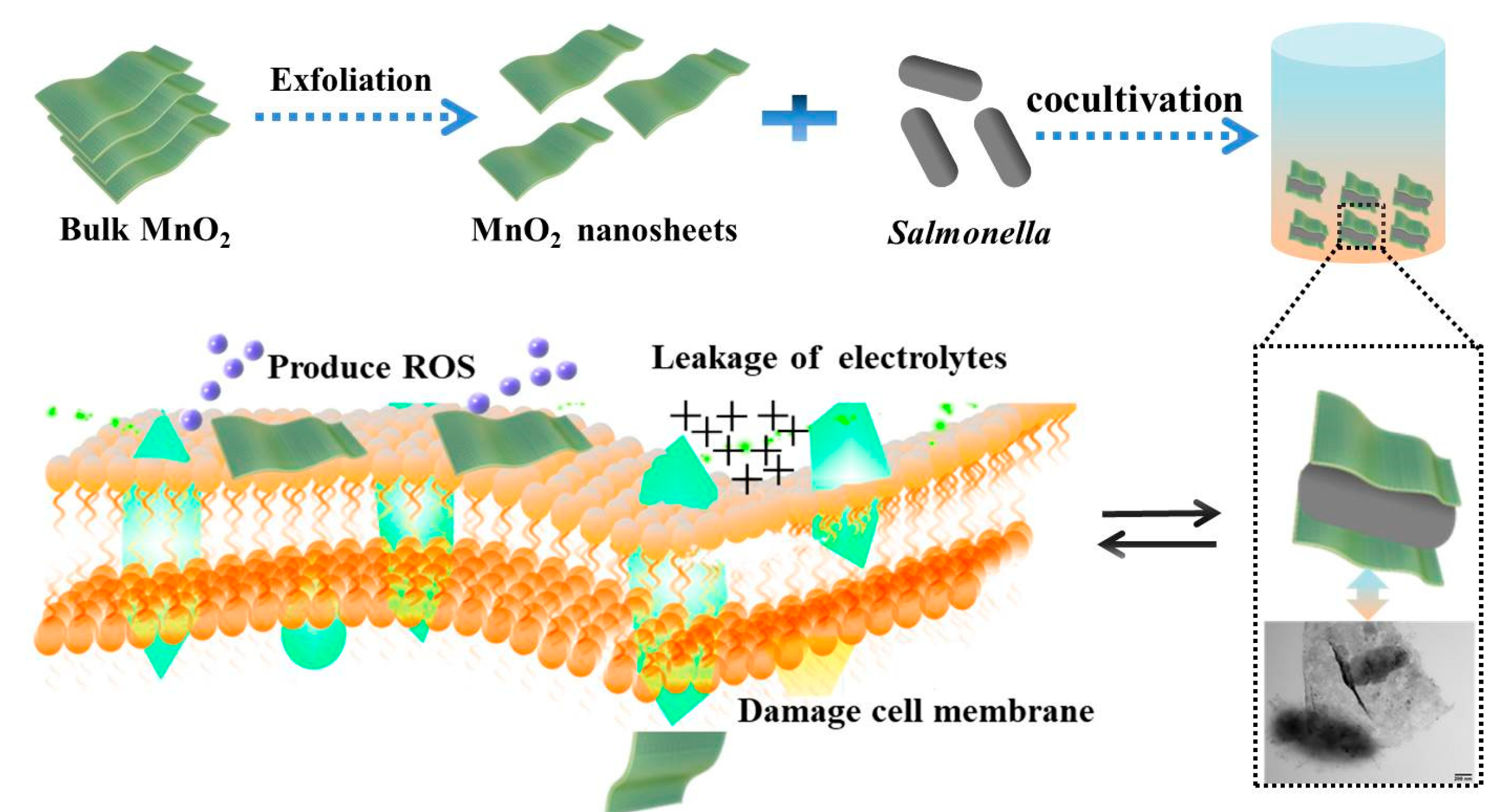 Nanomaterials 10 01545 sch001