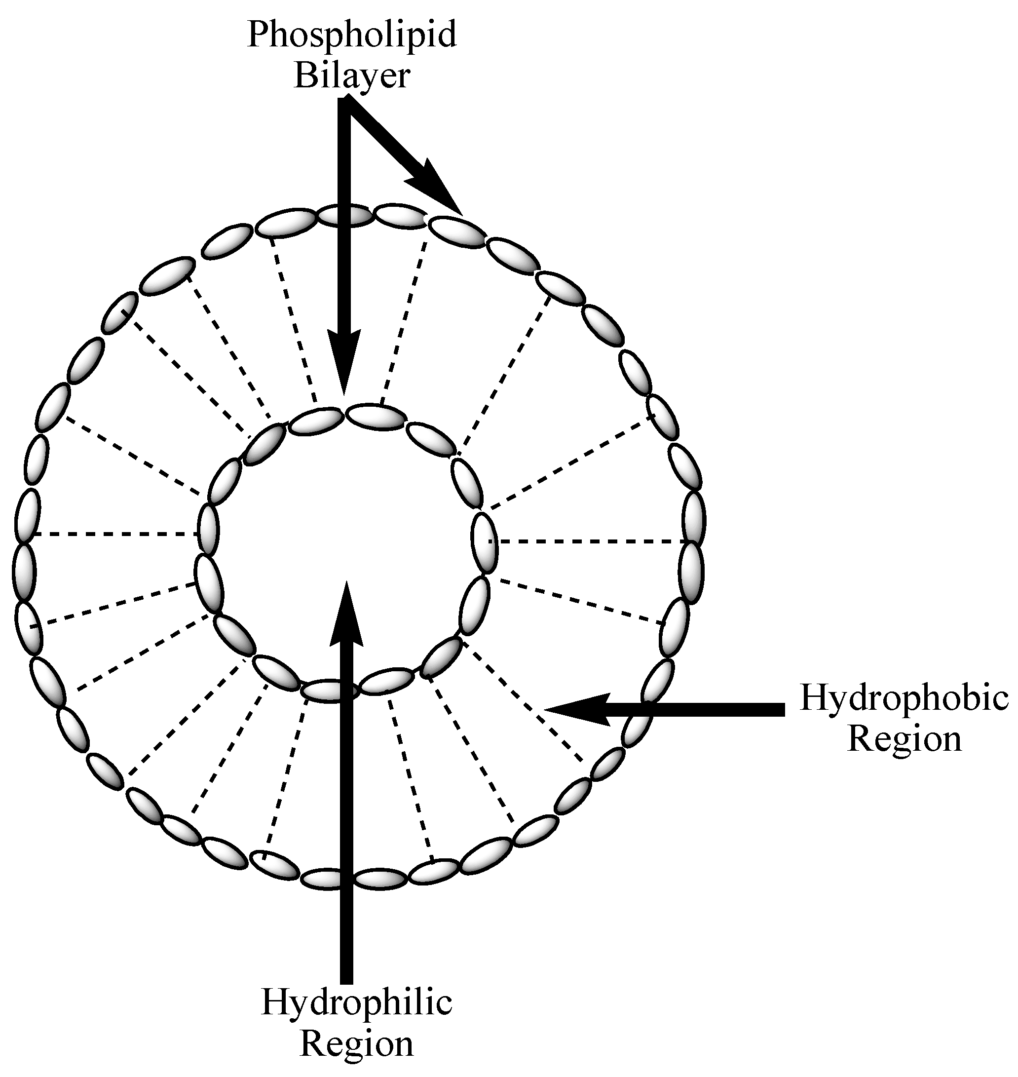 Nanomaterials 10 01556 g004