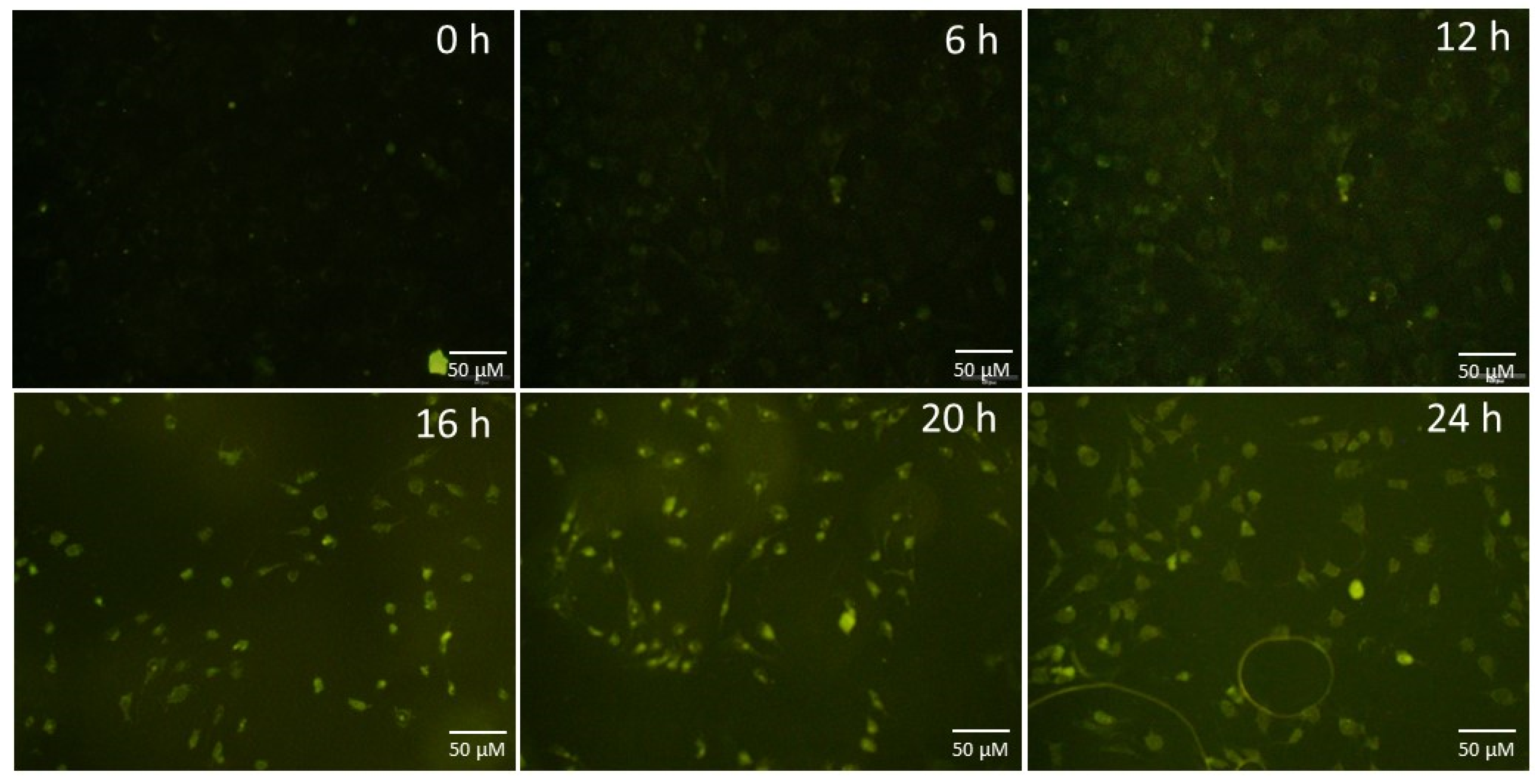 Nanomaterials 10 01575 g006 Nanomaterials 10 01575 g006