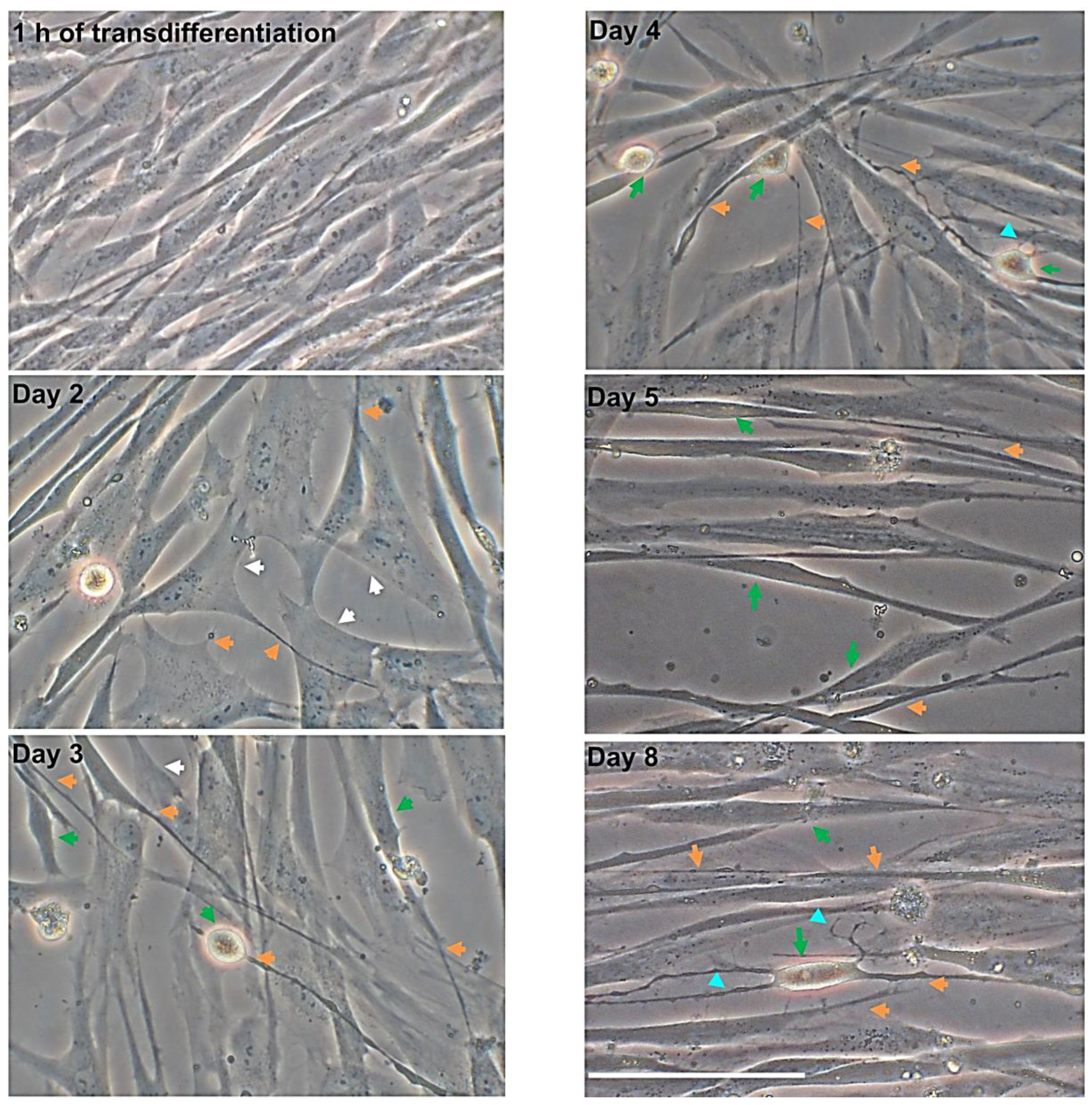 Nanomaterials 10 01607 g002