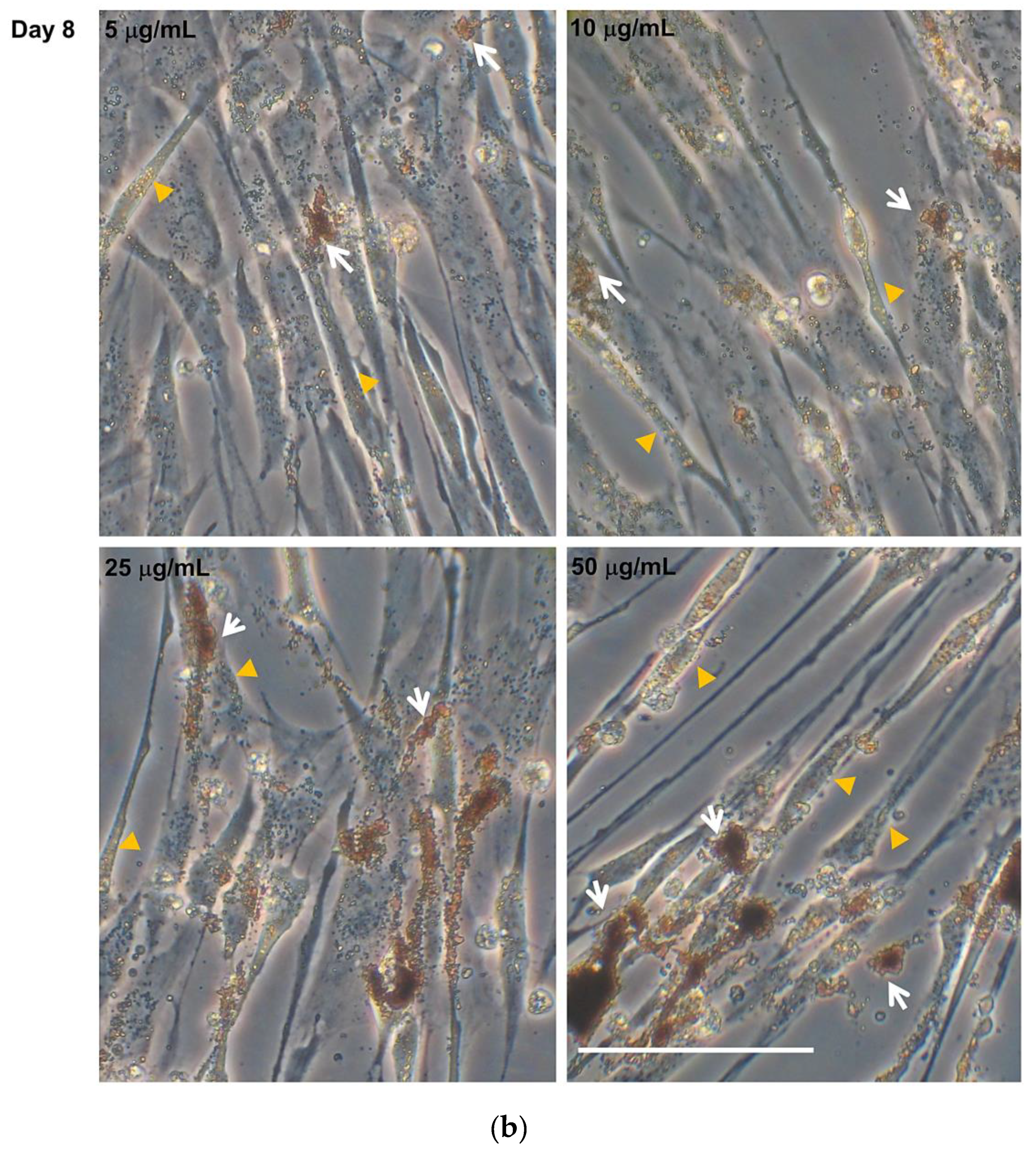 Nanomaterials 10 01607 g003b