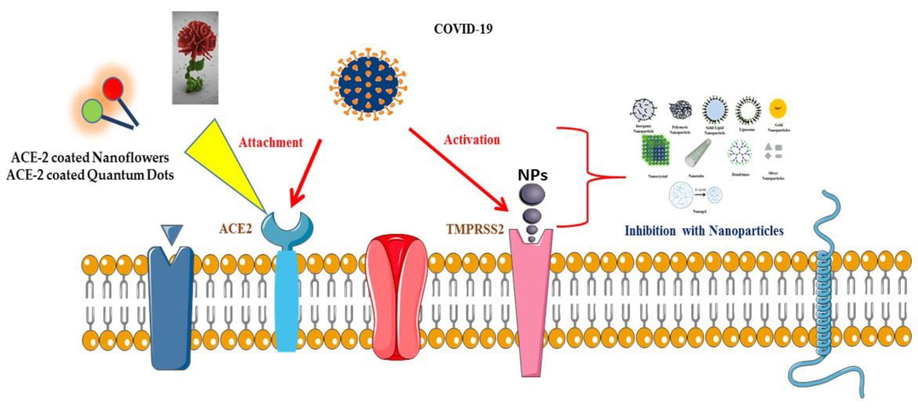 Nanomaterials 10 01645 g004