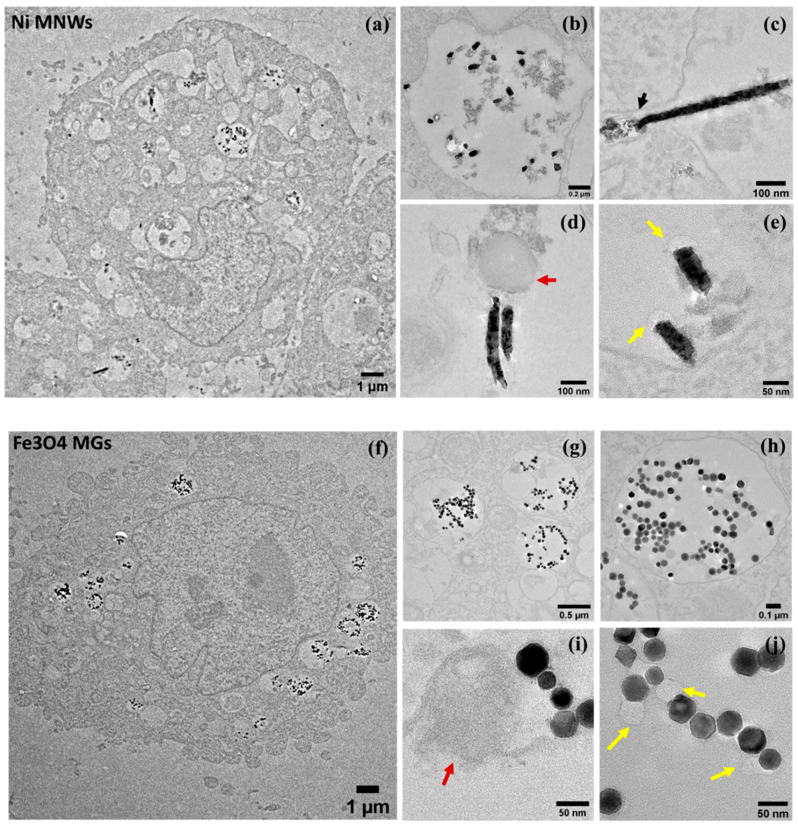 Nanomaterials 10 01662 g004 Nanomaterials 10 01662 g004