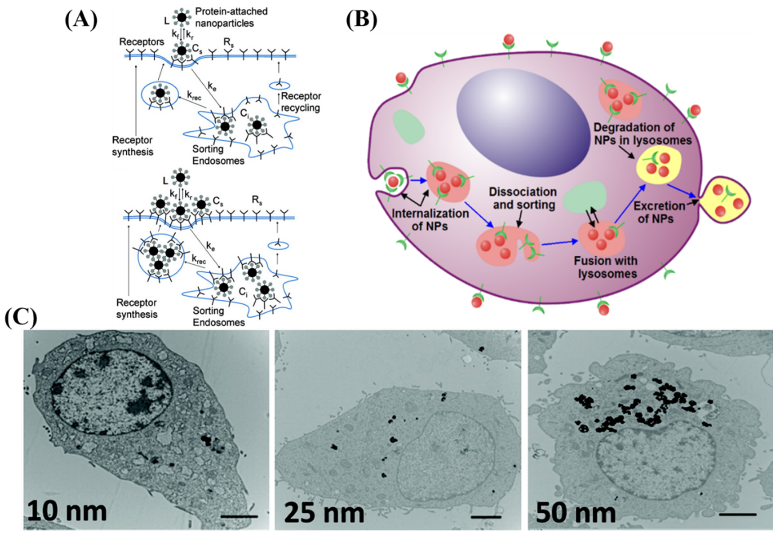 Nanomaterials 10 01671 g002