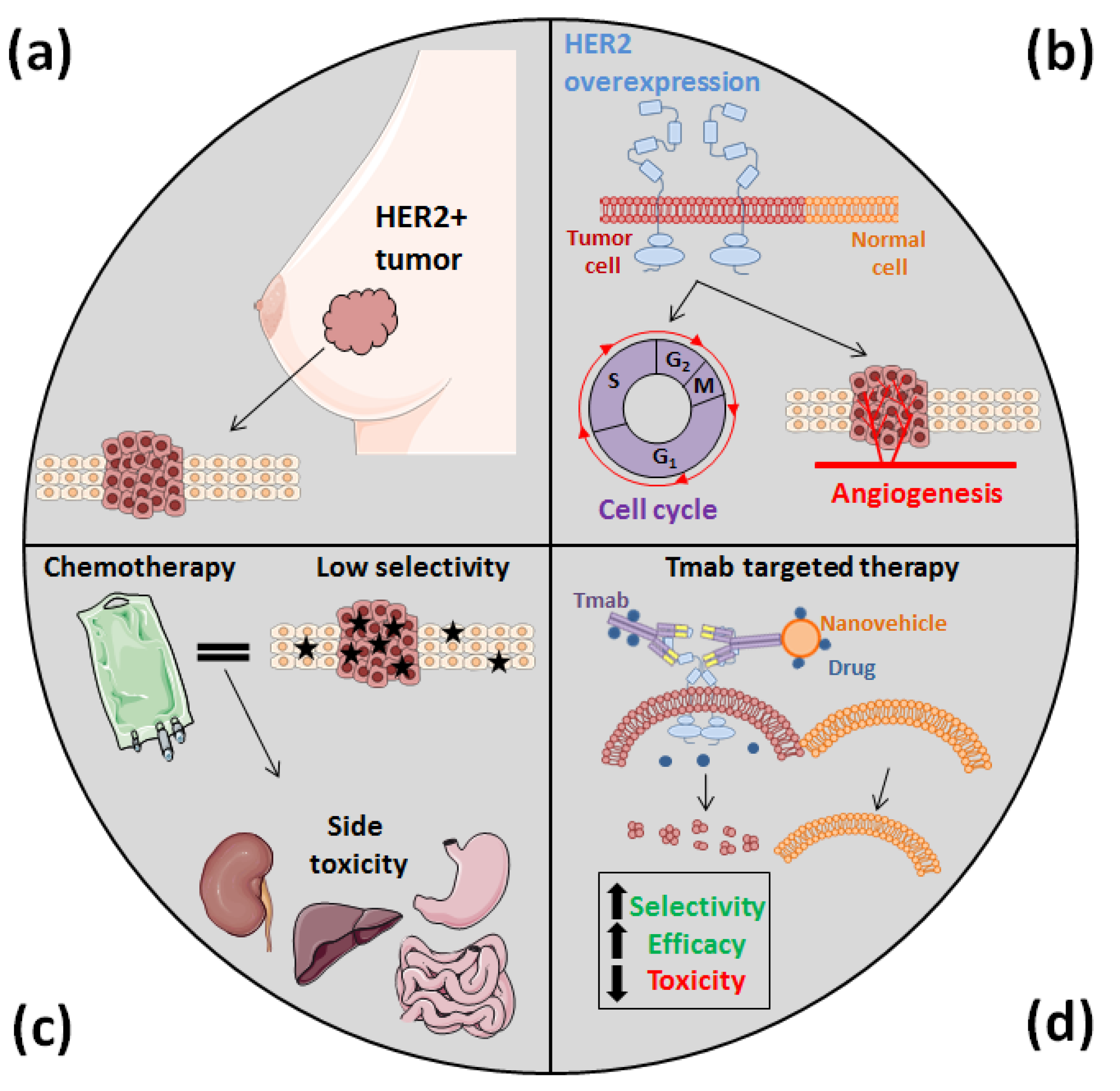 Nanomaterials | Free Full-Text | Trastuzumab: More than a Guide in HER2-Positive Cancer Nanomedicine | HTML Nanomaterials | Free Full-Text | Trastuzumab: More than a Guide in HER2-Positive Cancer Nanomedicine | HTML
