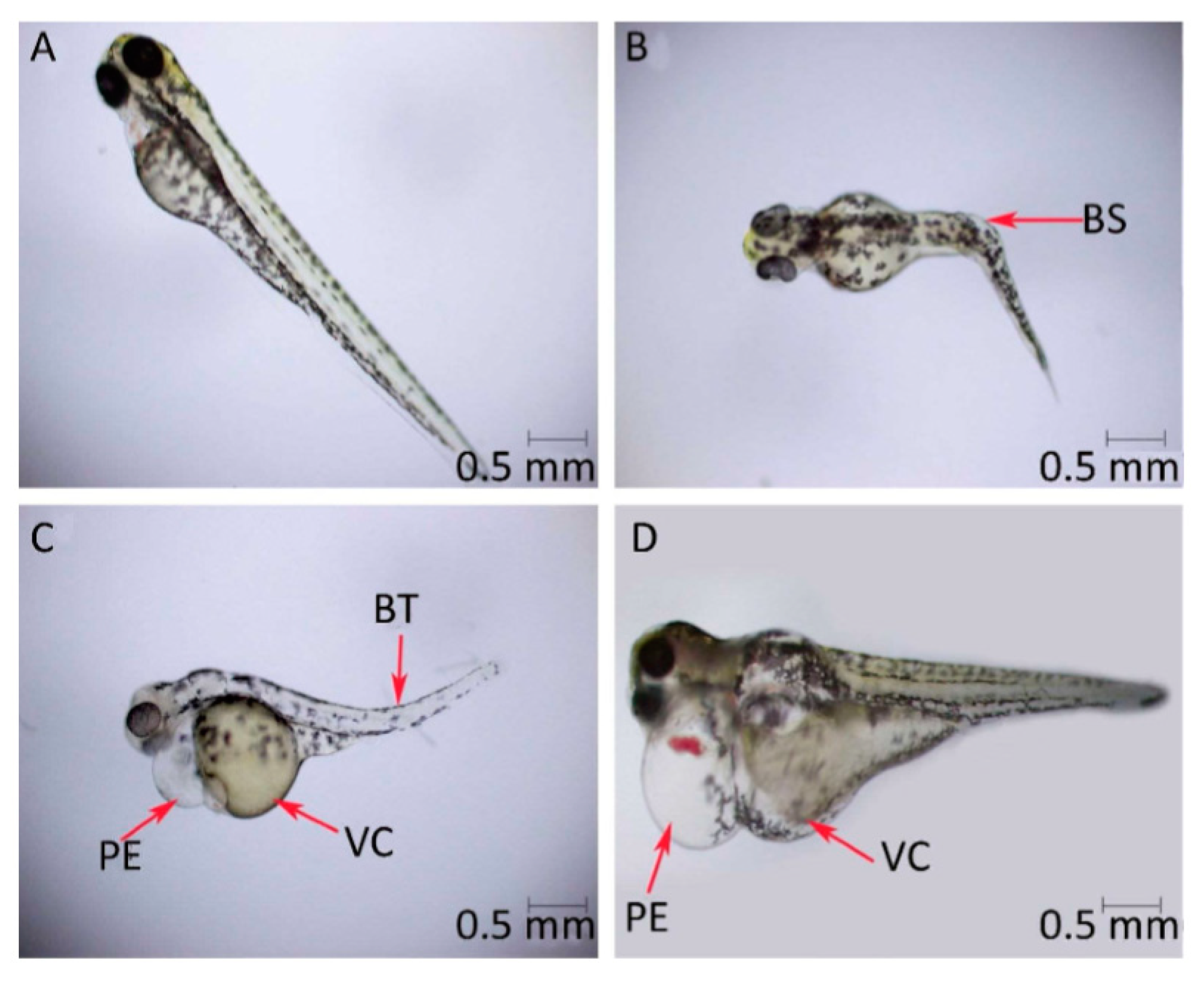 Nanomaterials 10 01764 g012 Nanomaterials 10 01764 g012