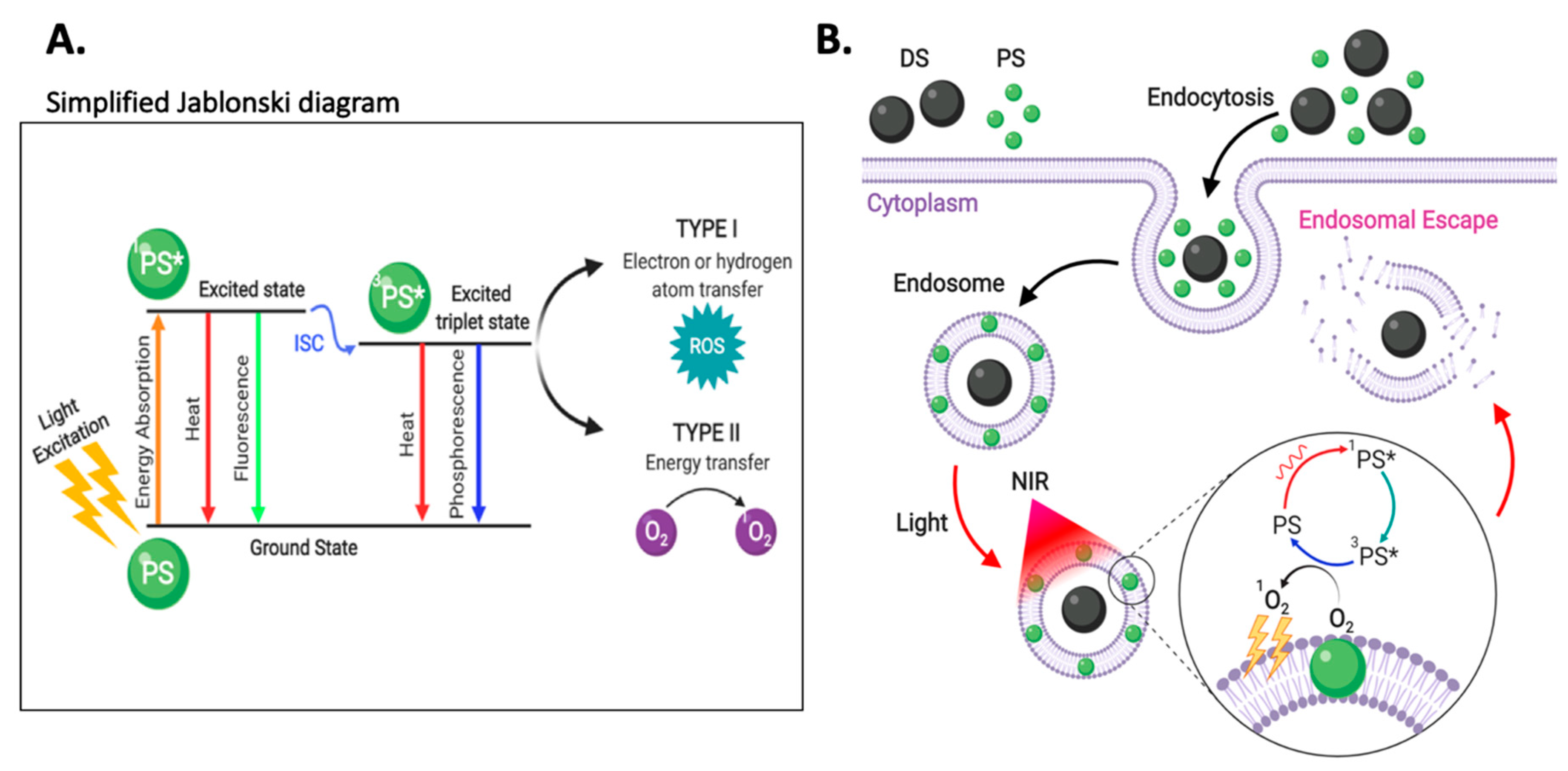 Nanomaterials Free Full Text Tailoring Iron Oxide Nanoparticles For Efficient Cellular Internalization And Endosomal Escape Html
