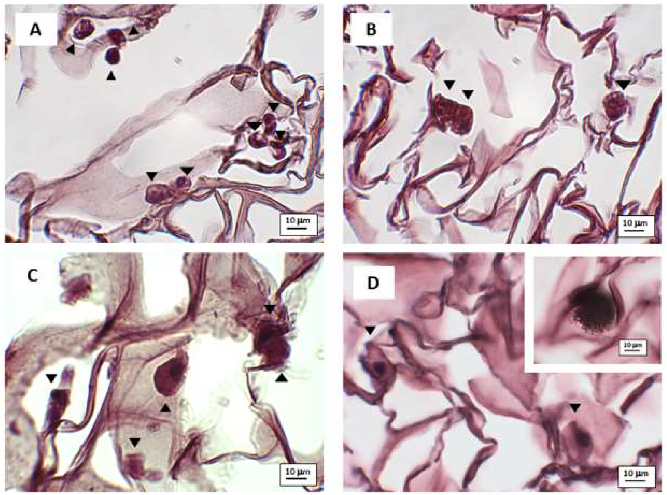 Nanomaterials 10 01822 g003