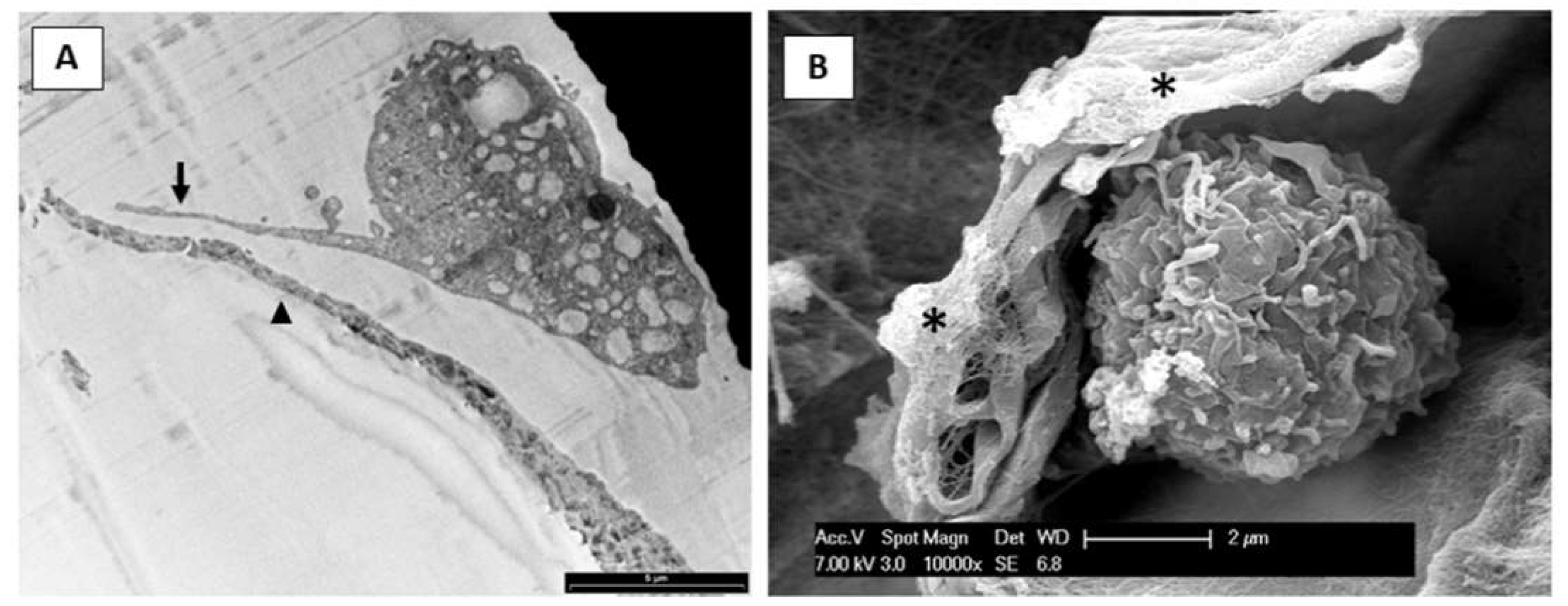 Nanomaterials 10 01822 g004