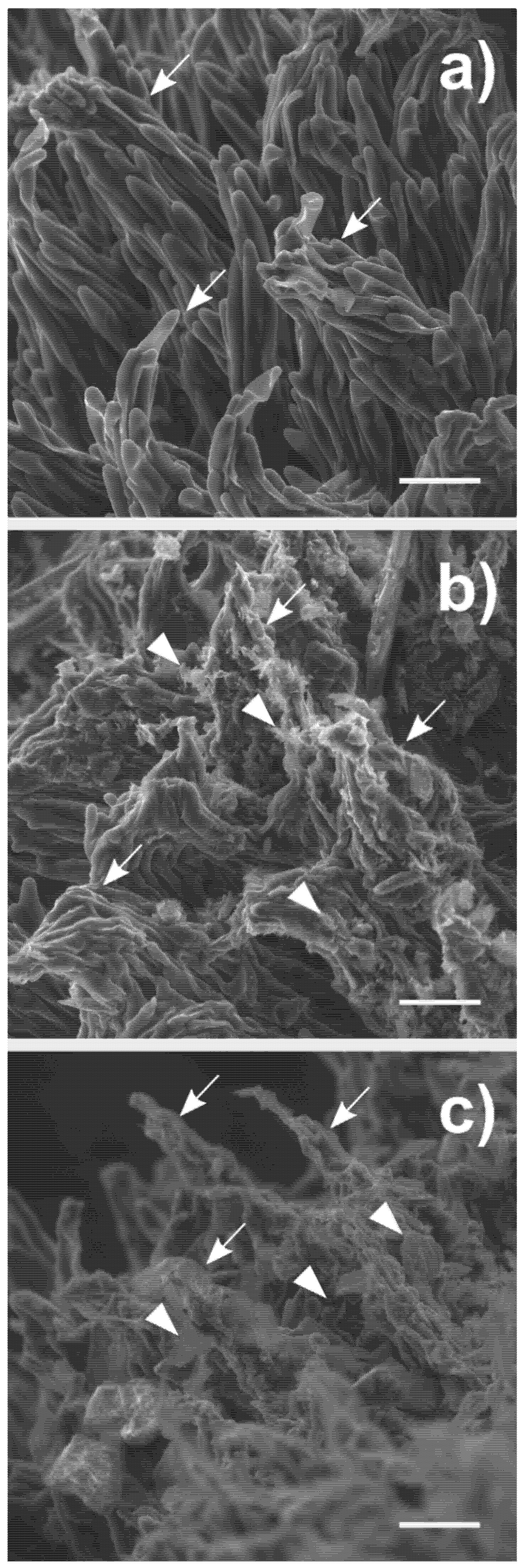 Nanomaterials 10 01877 g002 Nanomaterials 10 01877 g002