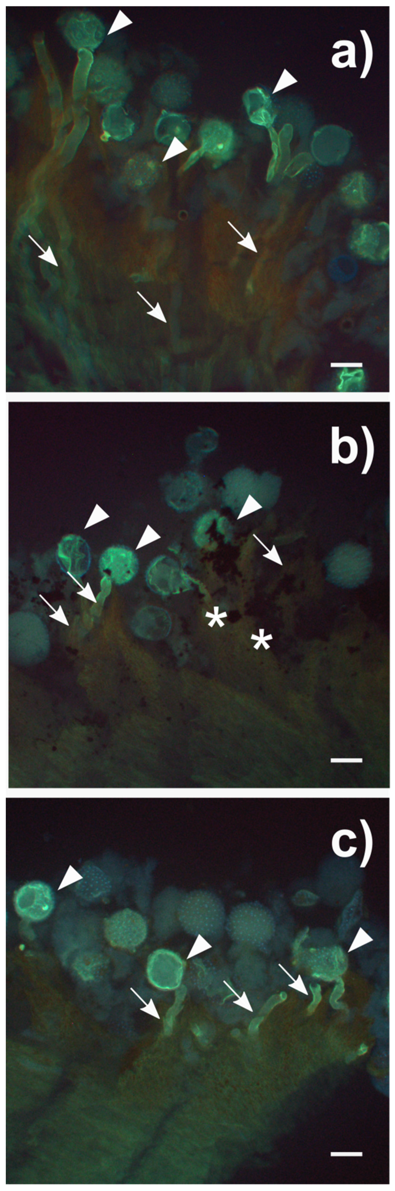 Nanomaterials 10 01877 g004 Nanomaterials 10 01877 g004