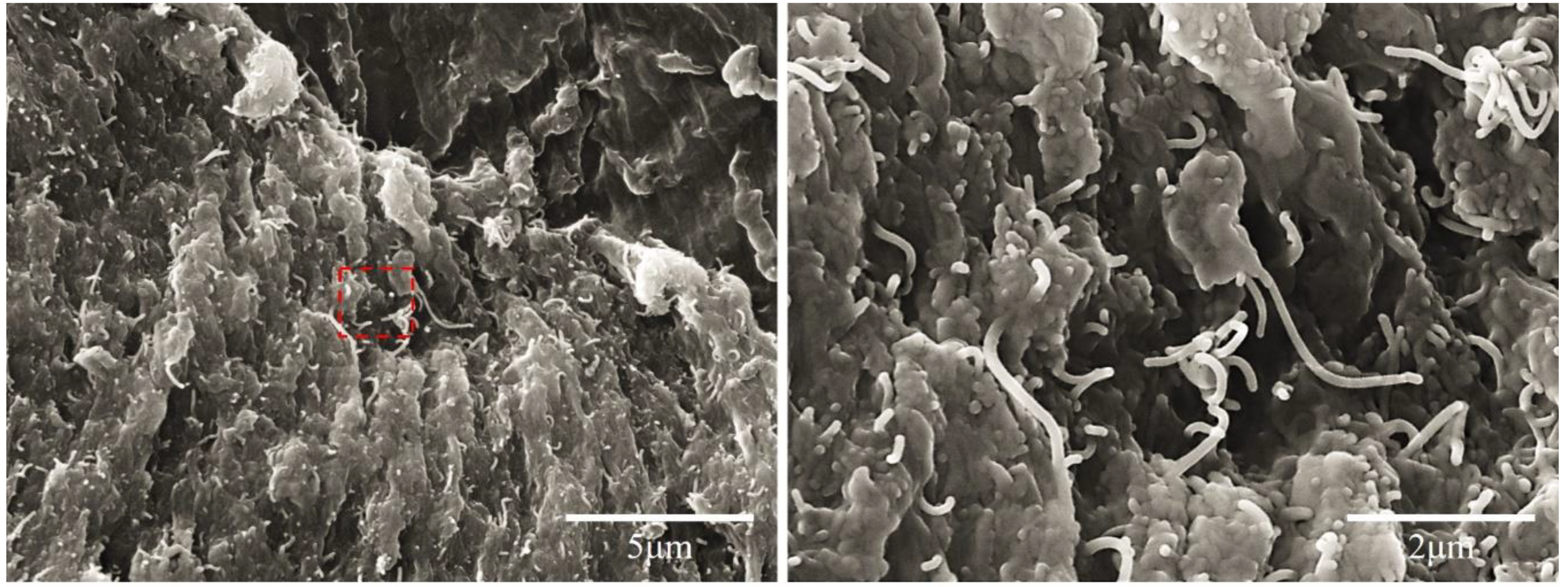 Nanomaterials 10 01905 g002