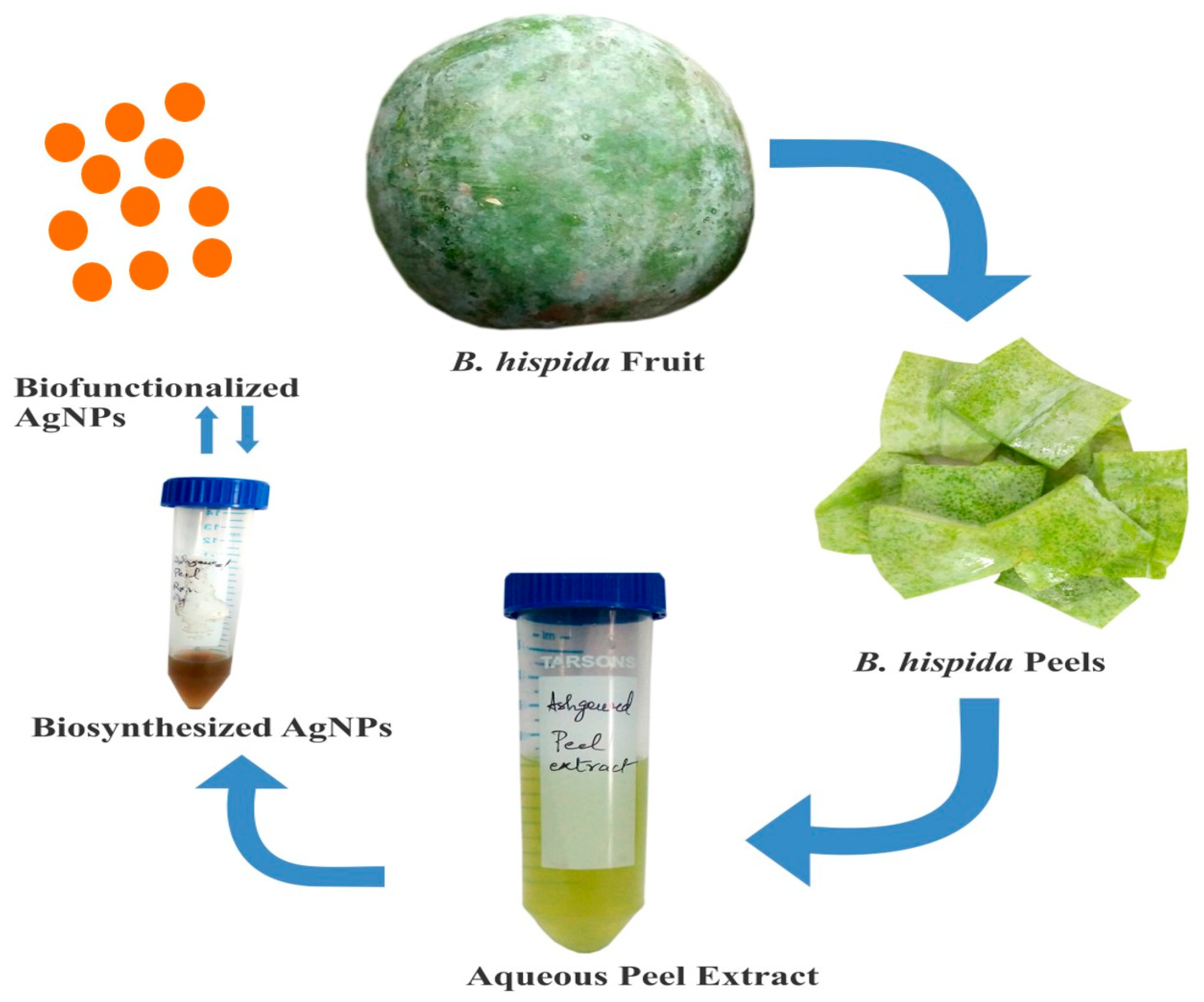 Nanomaterials 10 01954 g001