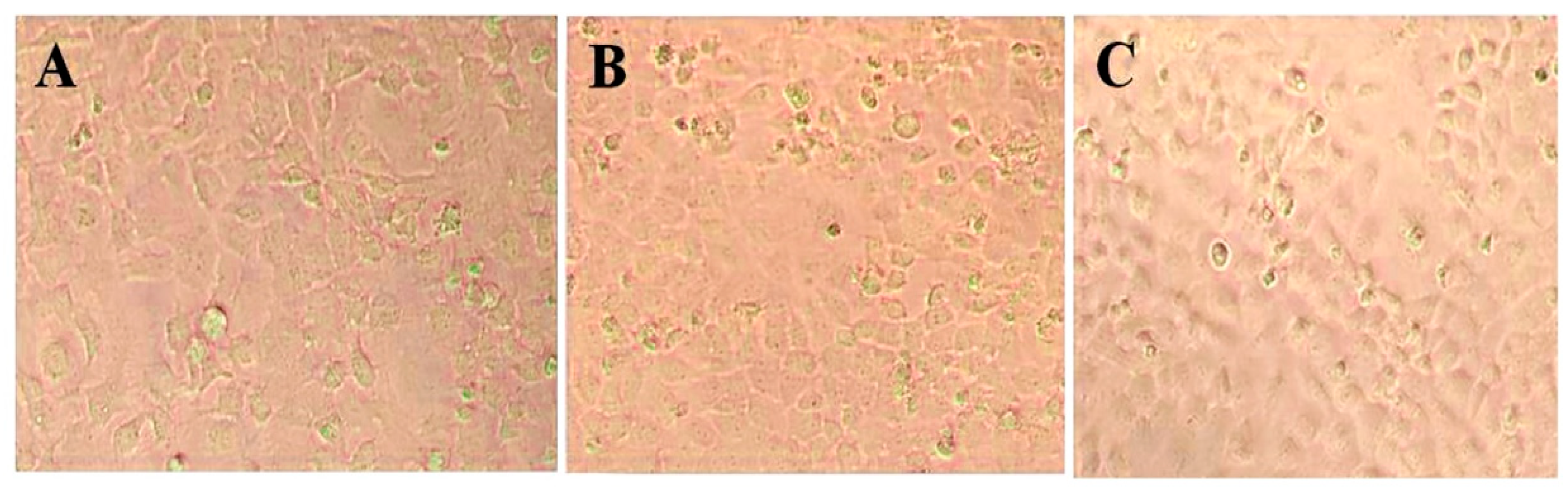 Nanomaterials 10 01954 g005